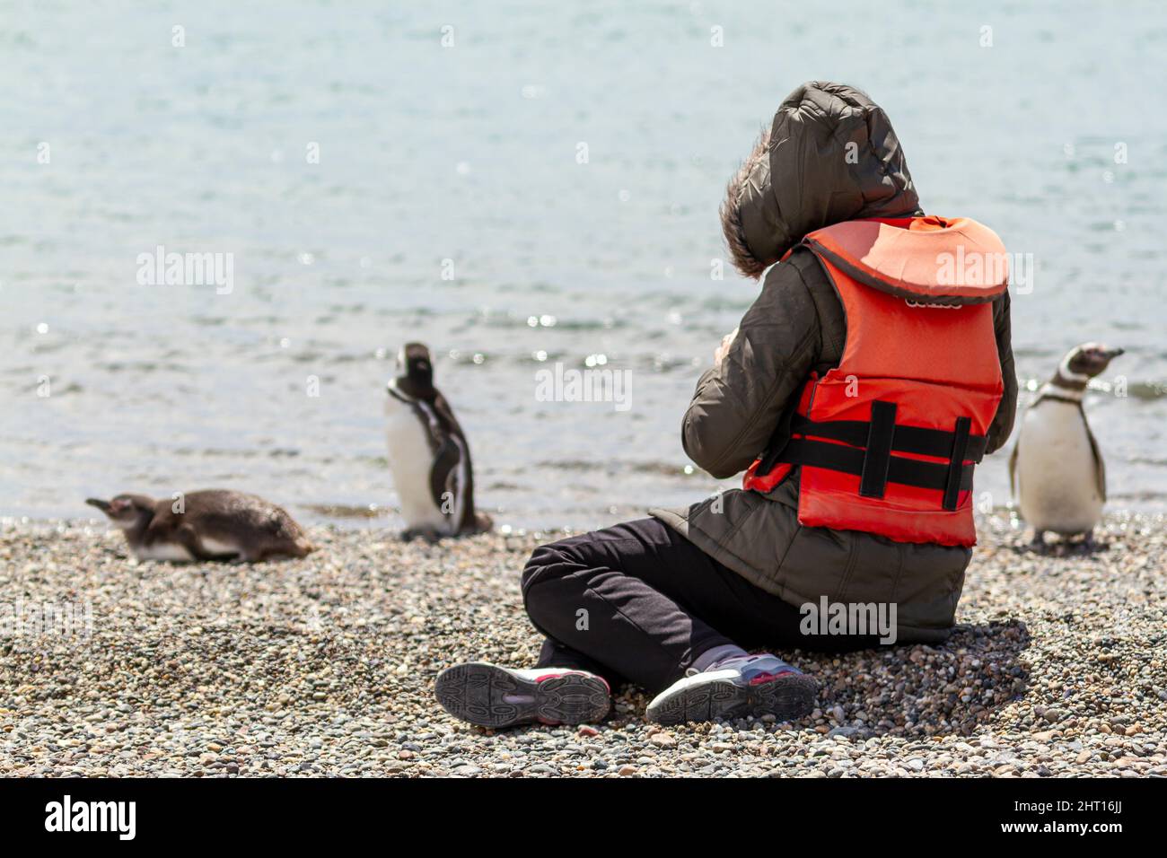 Personne méconnaissable assise sur une plage rocheuse de Puerto Deseado en Patagonie Argentine observant les pingouins magellaniques qui sont à courte distance Banque D'Images