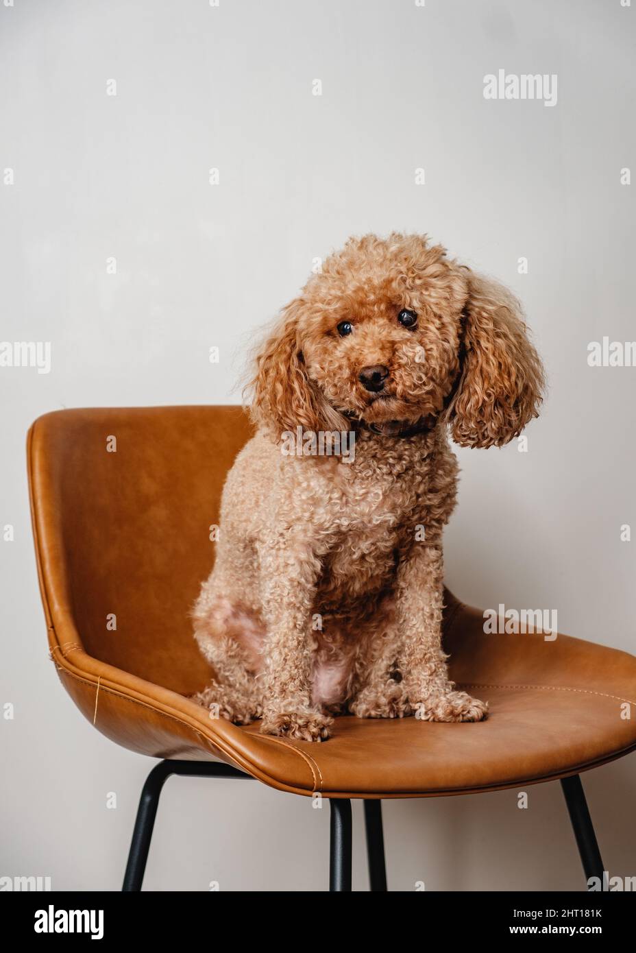 Adorable chien en fourrure, doux et bouclé, prenant une photo portrait sur une chaise en cuir marron et un arrière-plan isolé sensation minimale Banque D'Images