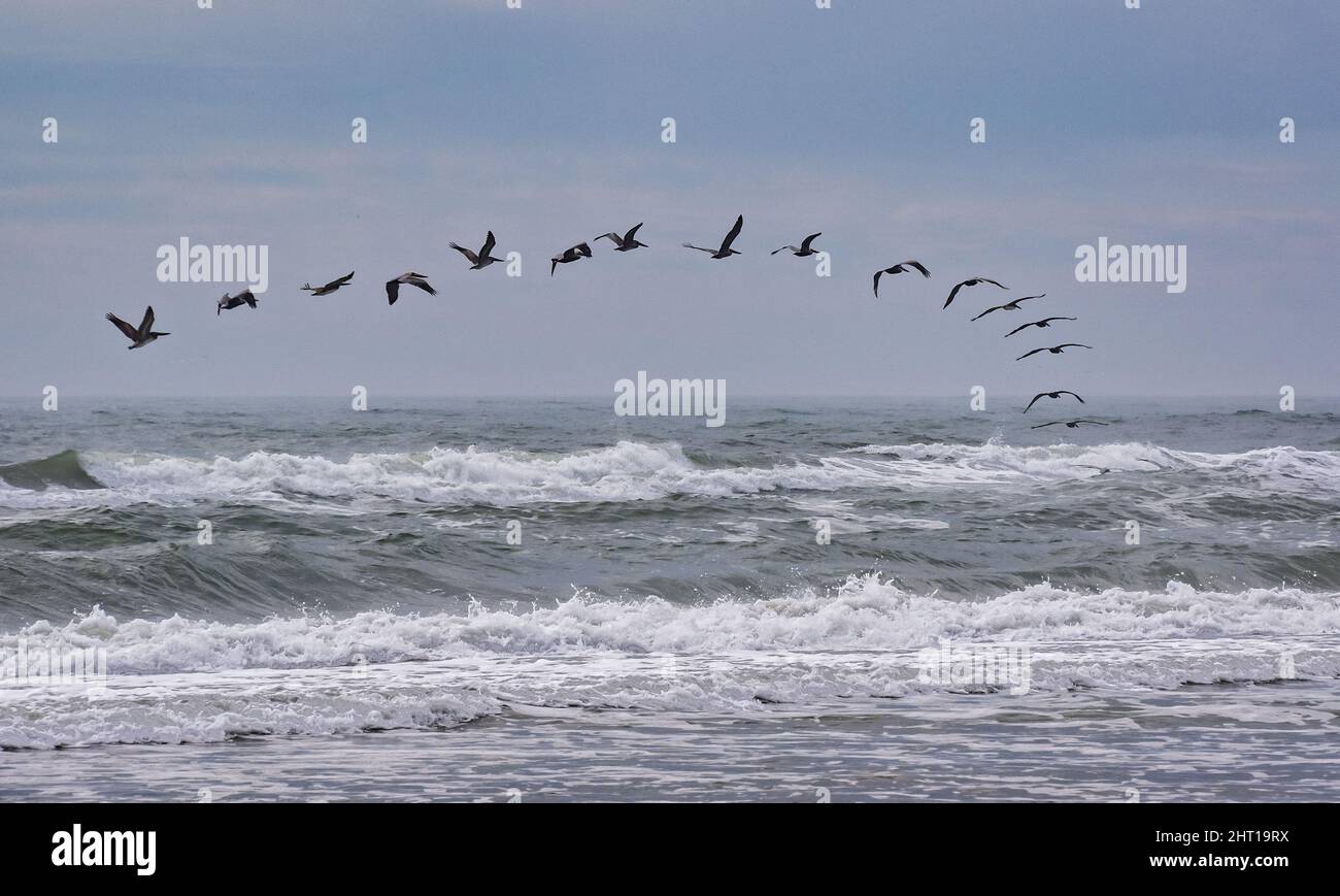 Troupeau de pélicans volant au-dessus de l'océan près d'Emerald Isle, Caroline du Nord Banque D'Images Troupeau de pélicans volant au-dessus de l'océan près d'Emerald Isle, Caroline du Nord Banque D'Images