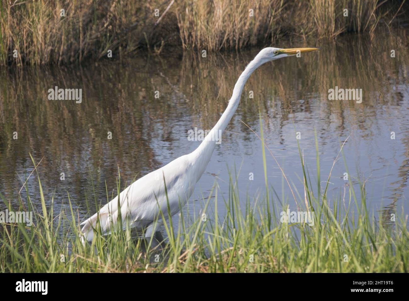 L'aigrette blanche se frayant le marais près d'Emerald Isle, en Caroline du Nord Banque D'Images L'aigrette blanche se frayant le marais près d'Emerald Isle, en Caroline du Nord Banque D'Images