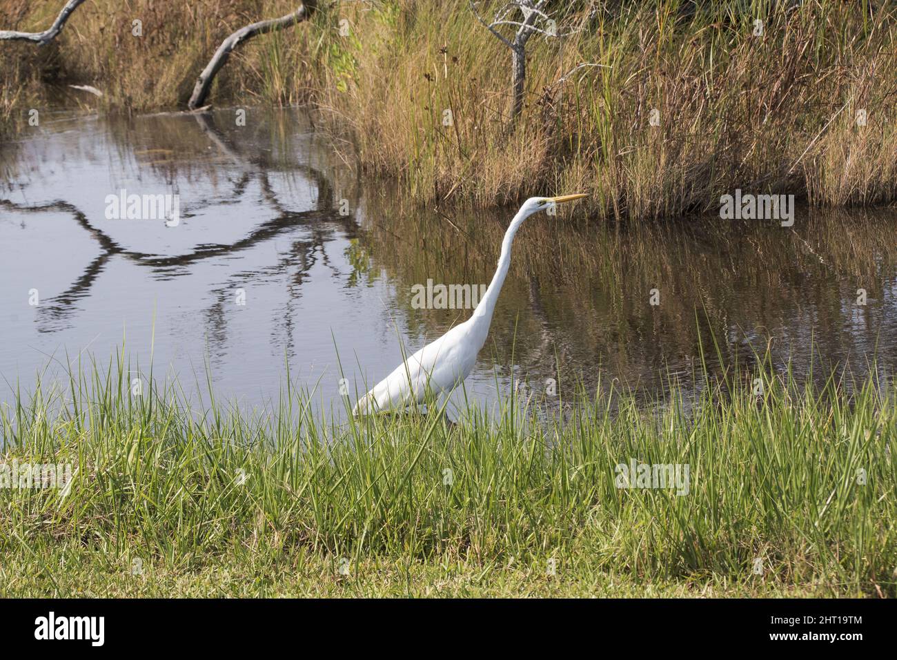 L'aigrette blanche se frayant le marais près d'Emerald Isle, en Caroline du Nord Banque D'Images L'aigrette blanche se frayant le marais près d'Emerald Isle, en Caroline du Nord Banque D'Images