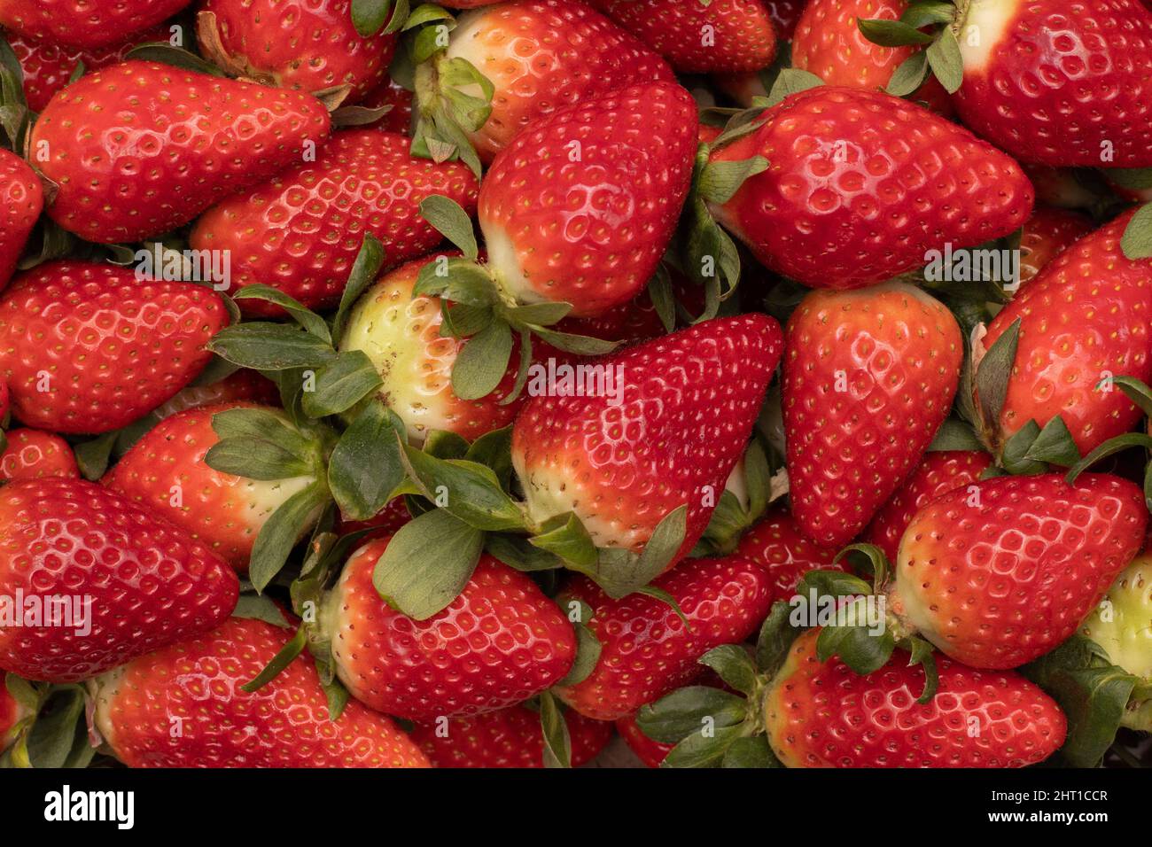 Quelques fraises délicieuses en arrière-plan, fraîchement cueillies. Une des récoltes les plus importantes est produite dans la province de Huelva, en Espagne. Banque D'Images