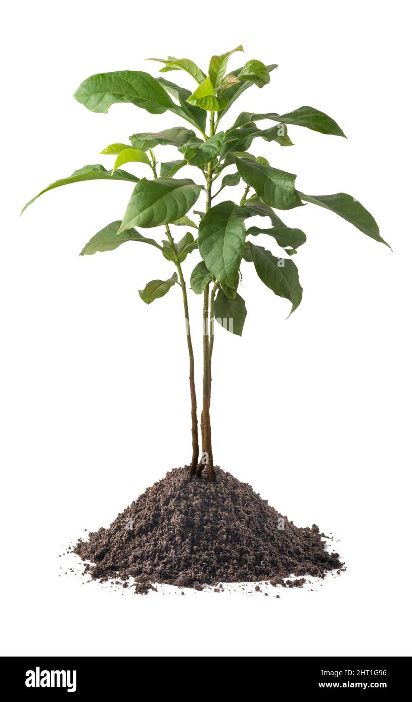 jeune plante d'avocat avec sol, persea americana, isolé sur fond blanc, vue rapprochée Banque D'Images