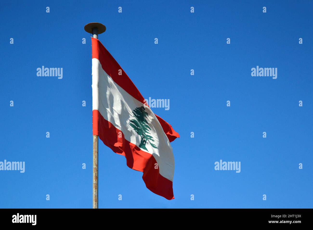 Cèdre sur drapeau libanais Banque de photographies et d’images à haute ...