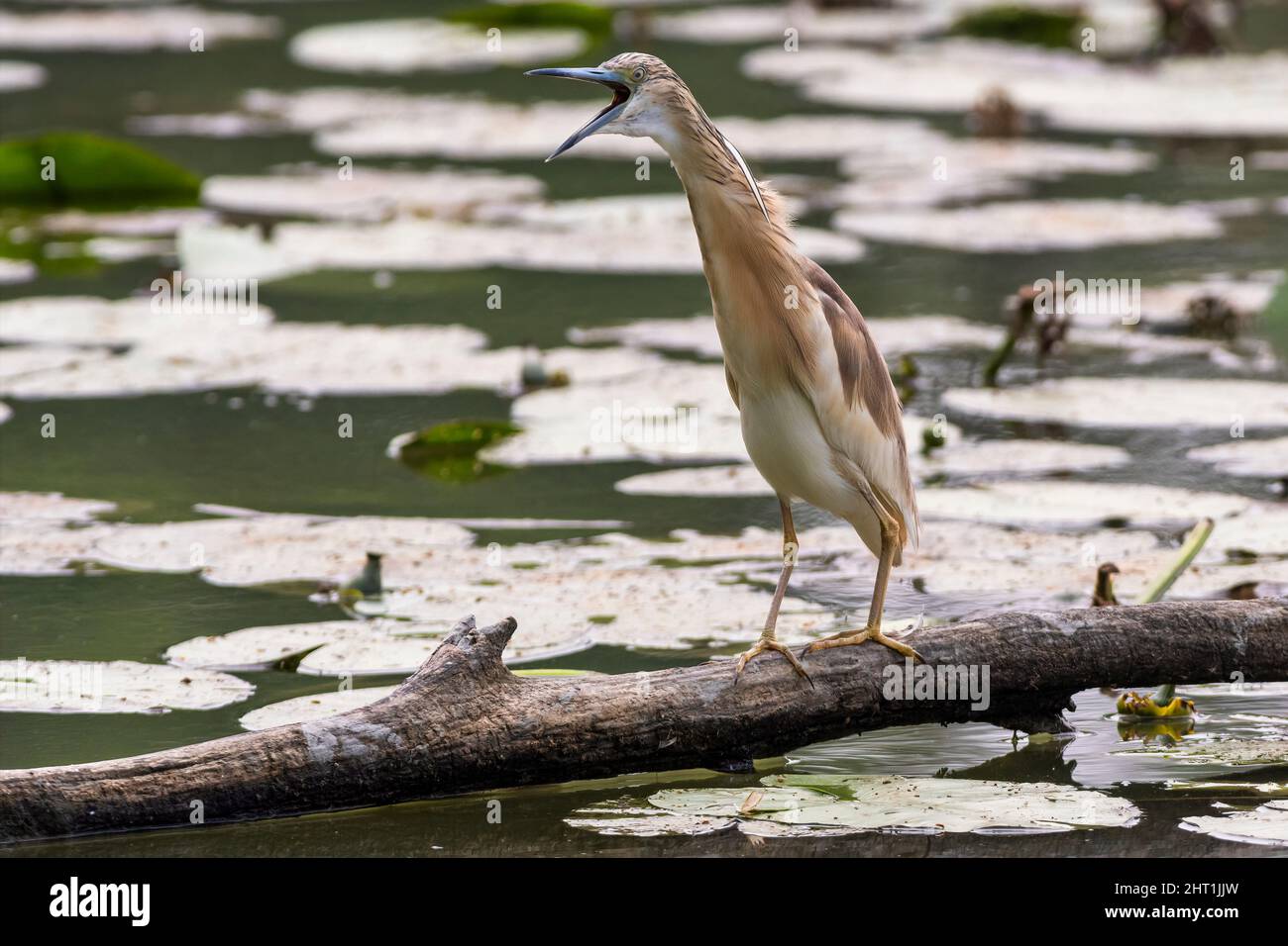 Una sgarza ciuffetto si trova su di un ramo nell'Oasi Lipu di Torrile (Parme, Italie) Banque D'Images
