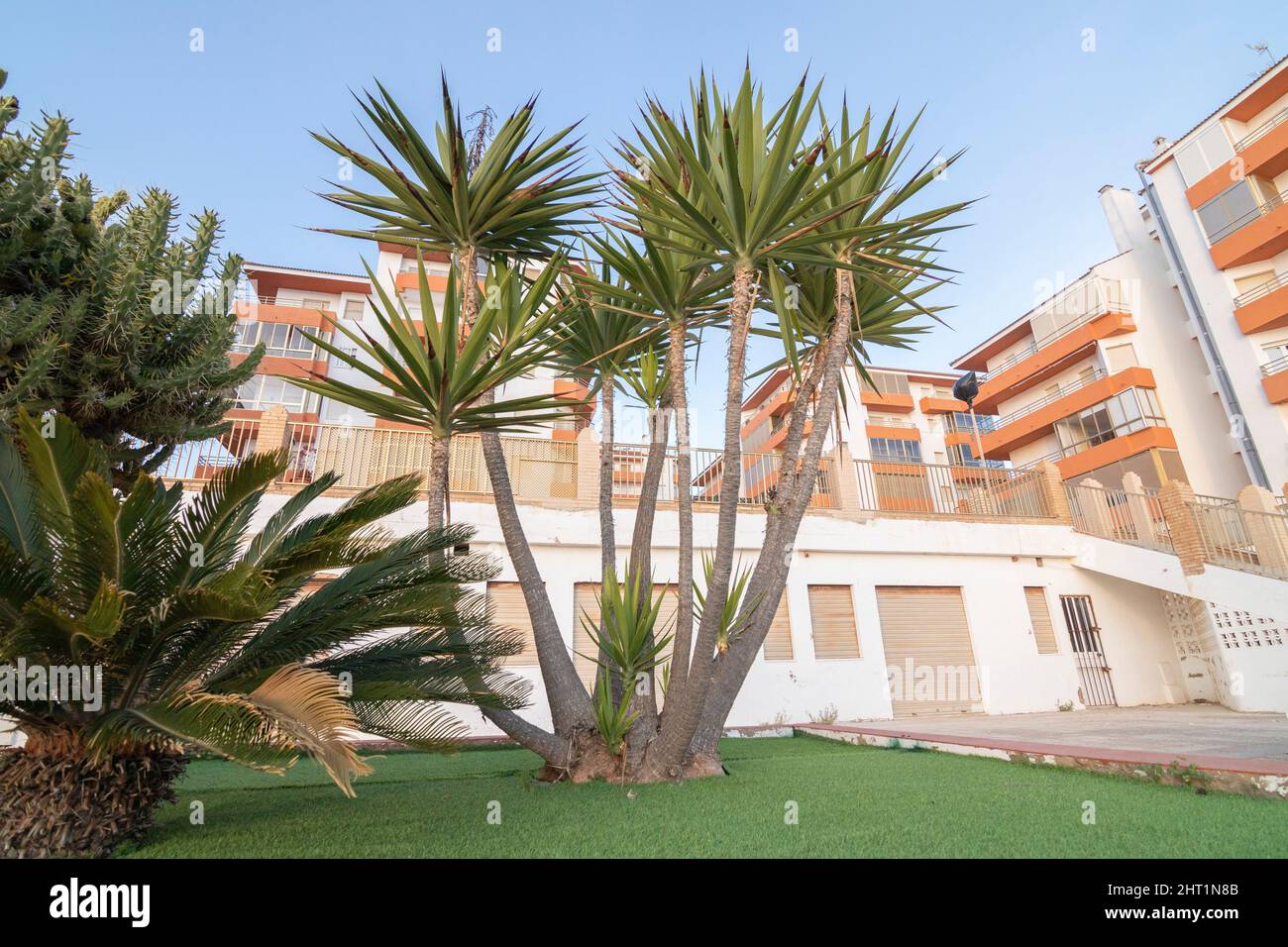 Quelques palmiers , le ciel bleu et des blocs d'appartements comme arrière-plan . Vue sur la promenade de Matalascañas, Espagne. Banque D'Images