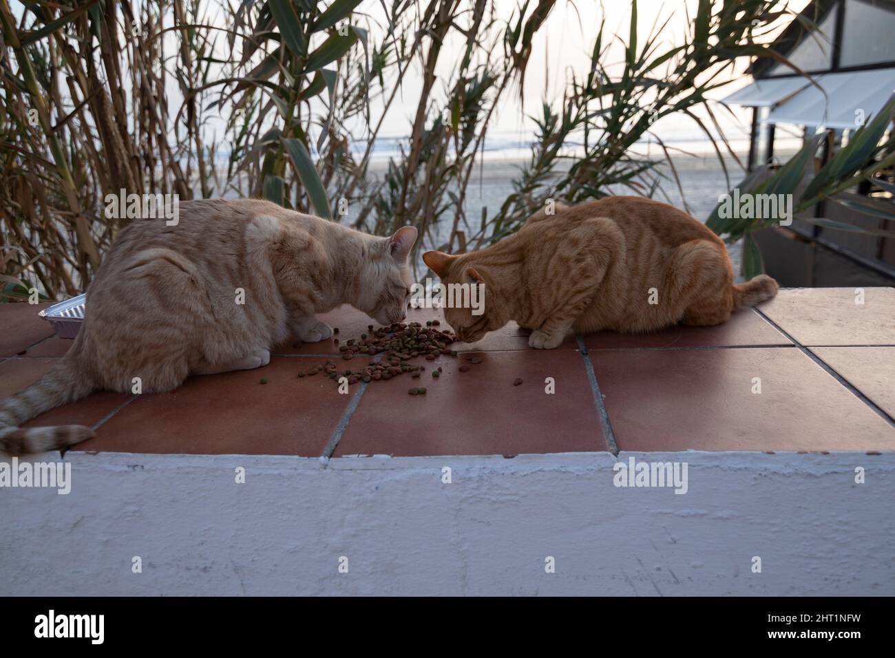 Deux chats errants mangeant sur un mur. En arrière-plan la plage. Banque D'Images