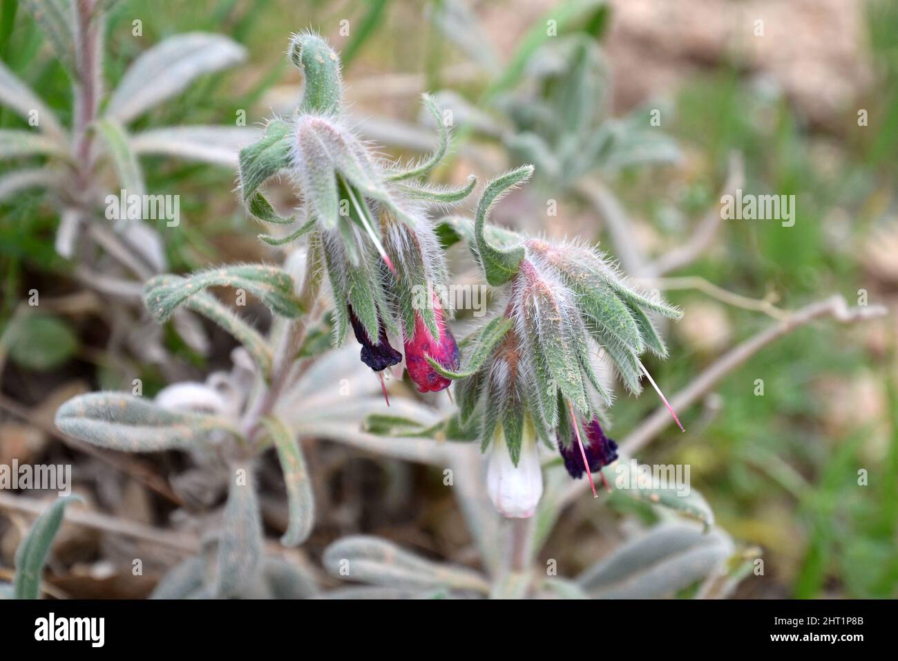 Pulmonaria officinalis, fleurs roses et pourpres fermées, pétales de cheveux, photographiés au Kurdistan irakien. Banque D'Images