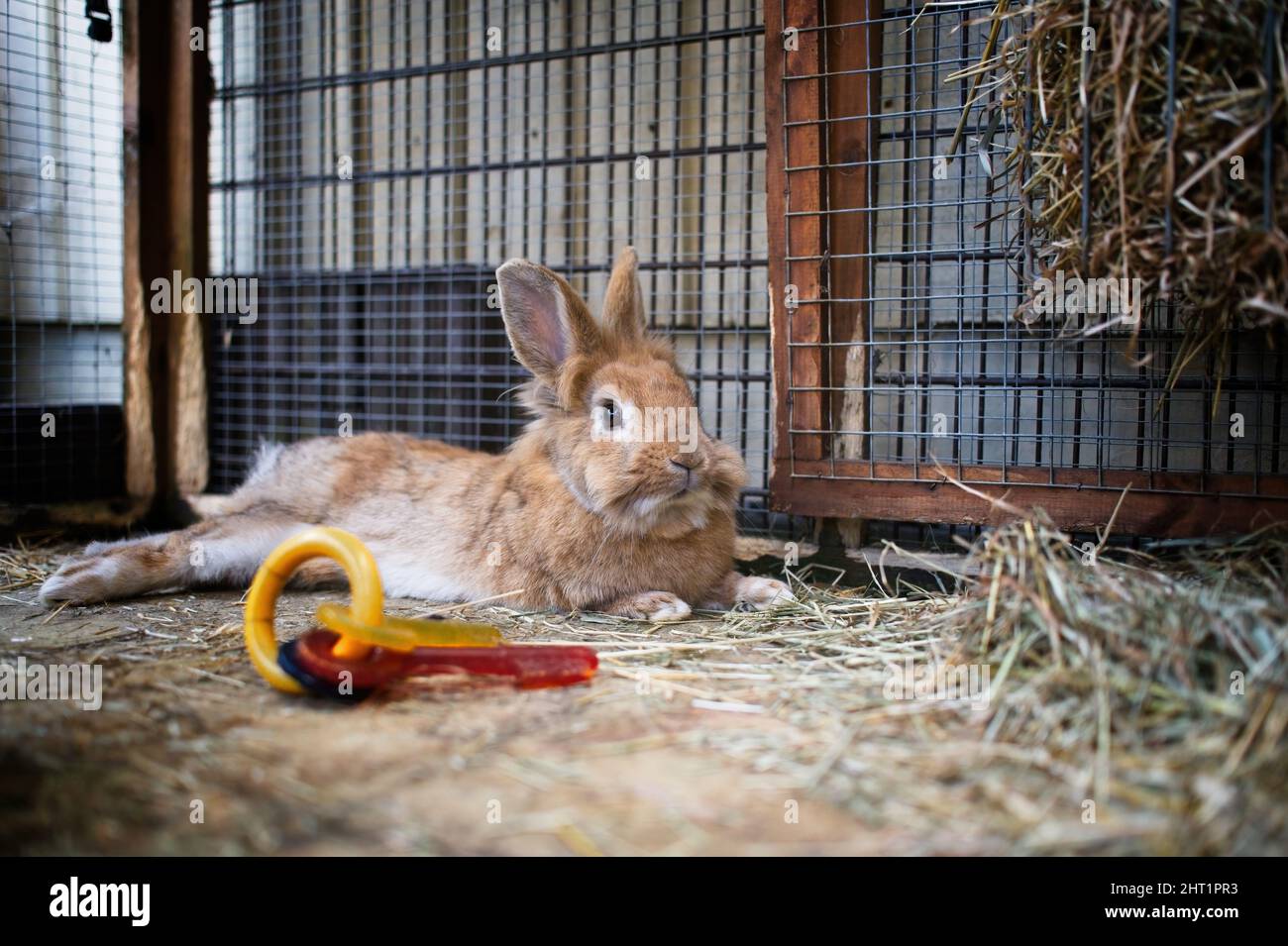 Lapin Lionhead / lapin en cours de course attaché à la huche Banque D'Images