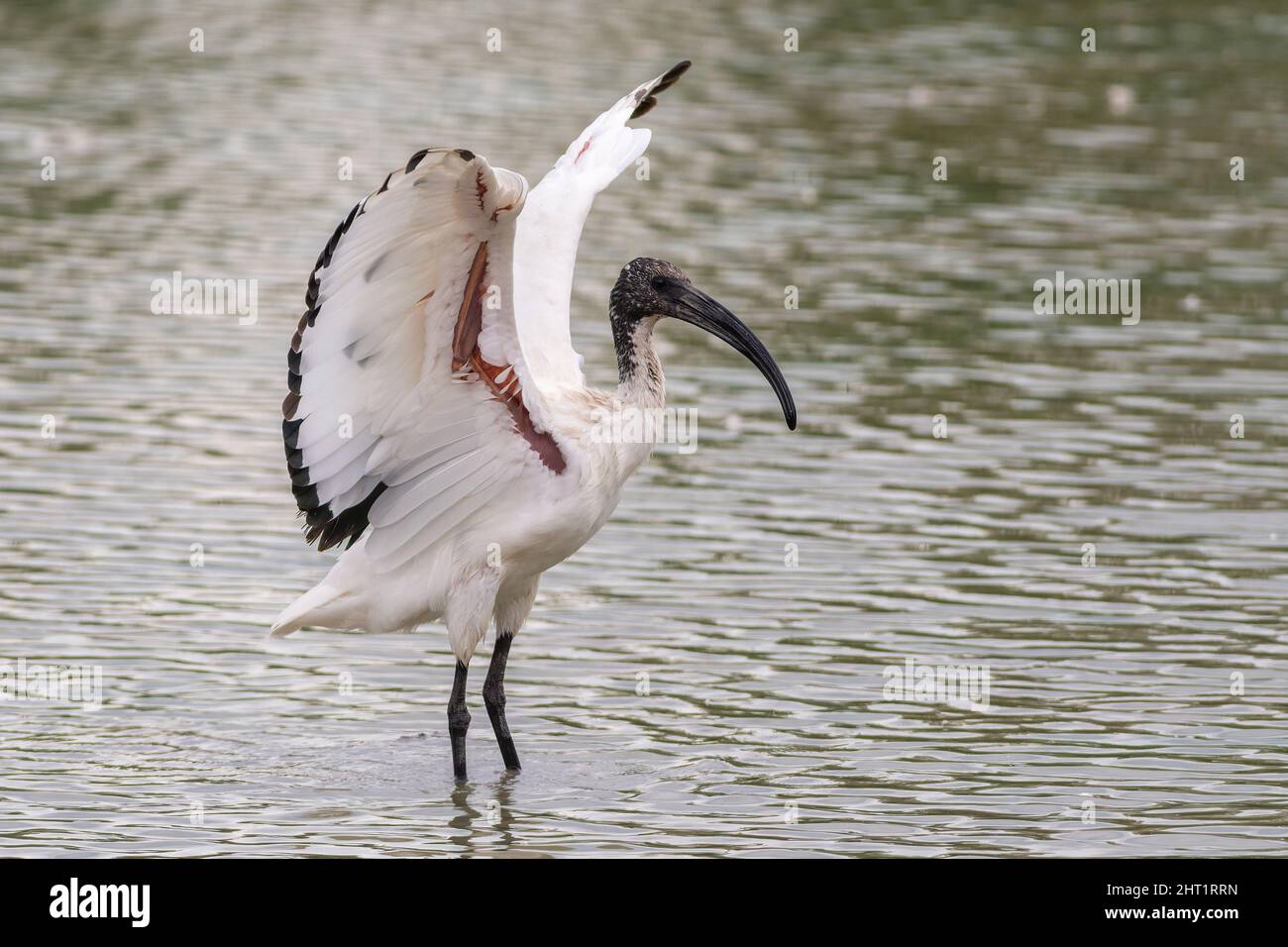 Un Ibis Sacro cerca di spiccare il volo nell'Oasi Lipu di Torrile (Parme, Italie) Banque D'Images
