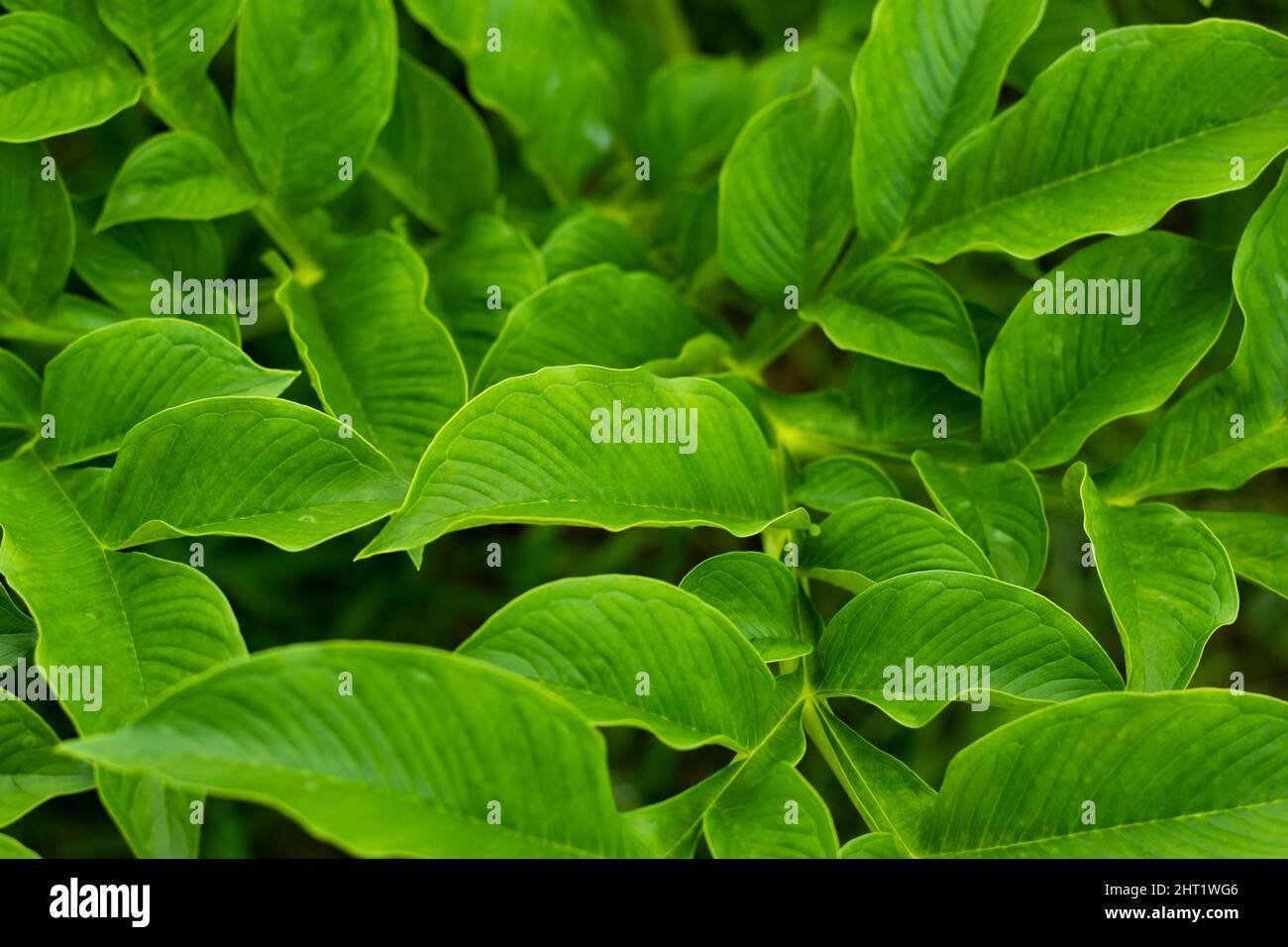 C'est la feuille d'un arbre en pente. Le dhal est connu comme un légume traditionnel de l'Asie. C'est une source riche de vitamines Banque D'Images