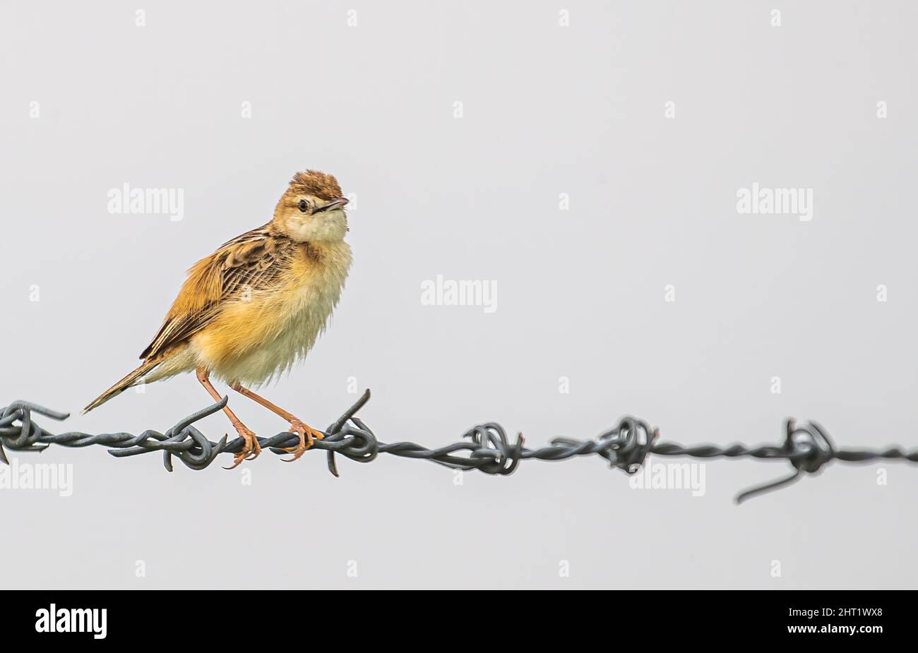 Zitting cisticola regardant dans la curiosité Banque D'Images