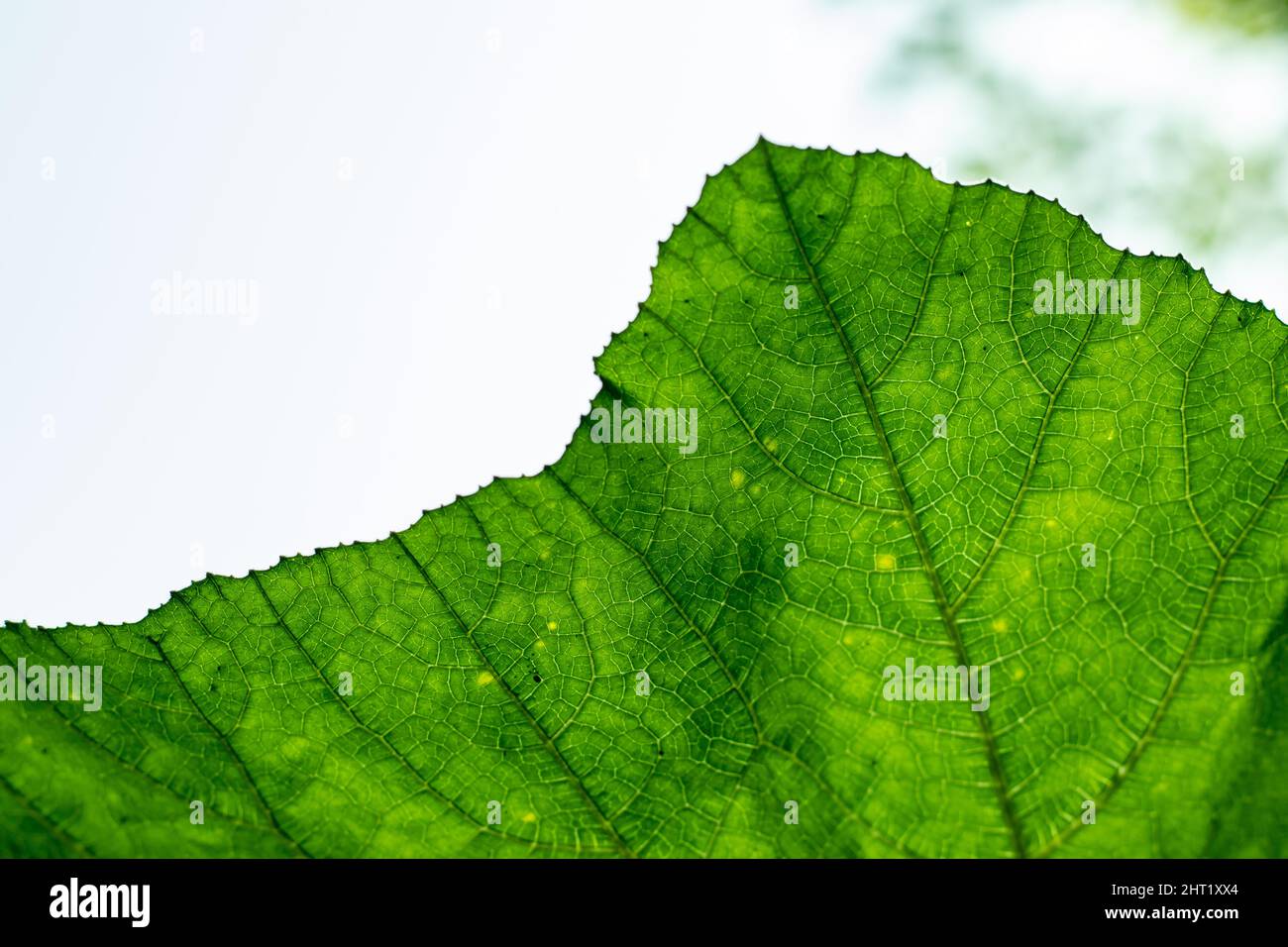 Les feuilles de citrouille sont de grandes feuilles à lobes qui poussent sur des tiges creuses. Ils sont de forme rounâtre et ont souvent des bords dentelés Banque D'Images