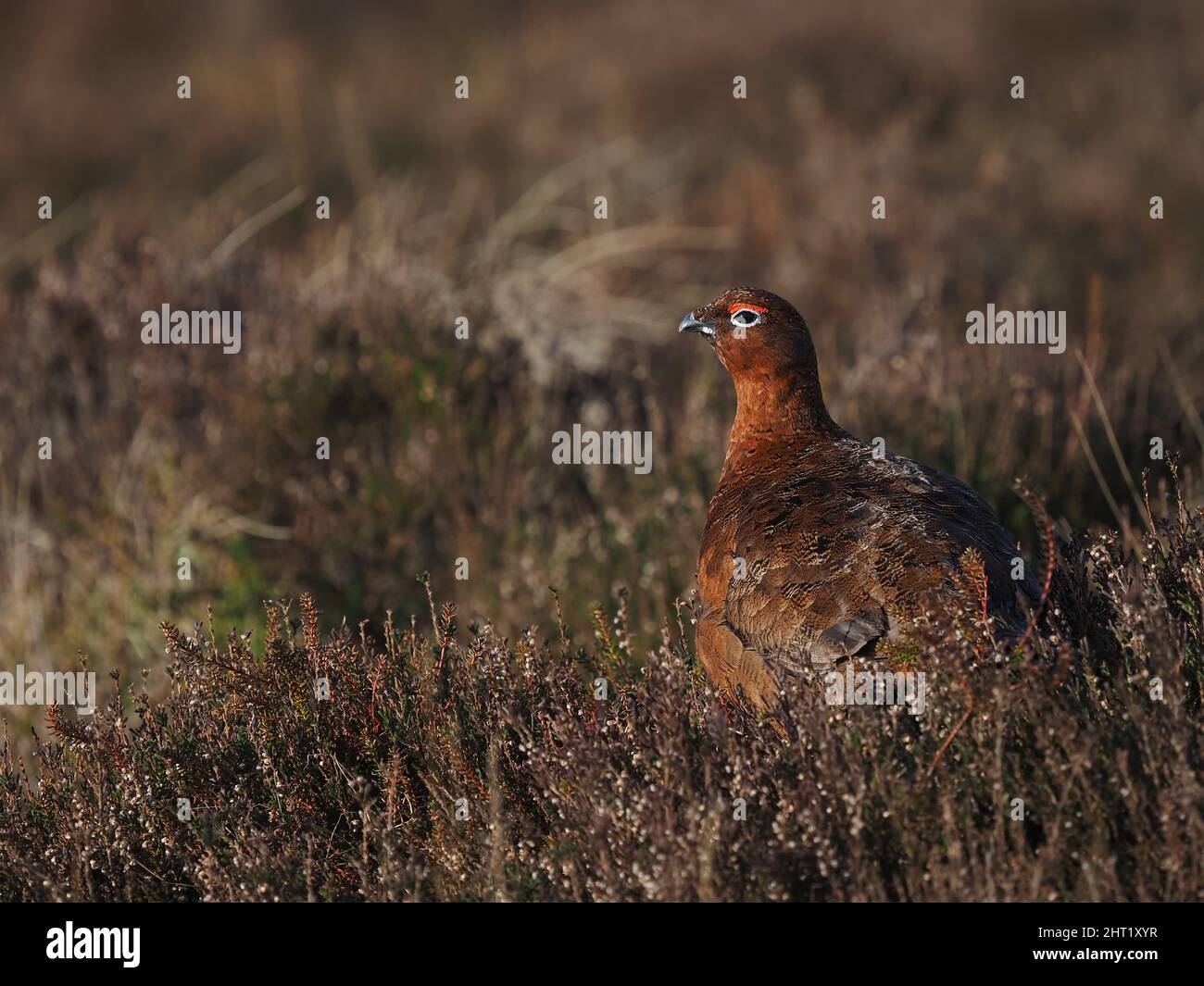 Tétras rouge sur la lande du Nord du pays de Galles où, en février, il y avait beaucoup d'interaction entre les mâles et les femelles. Banque D'Images