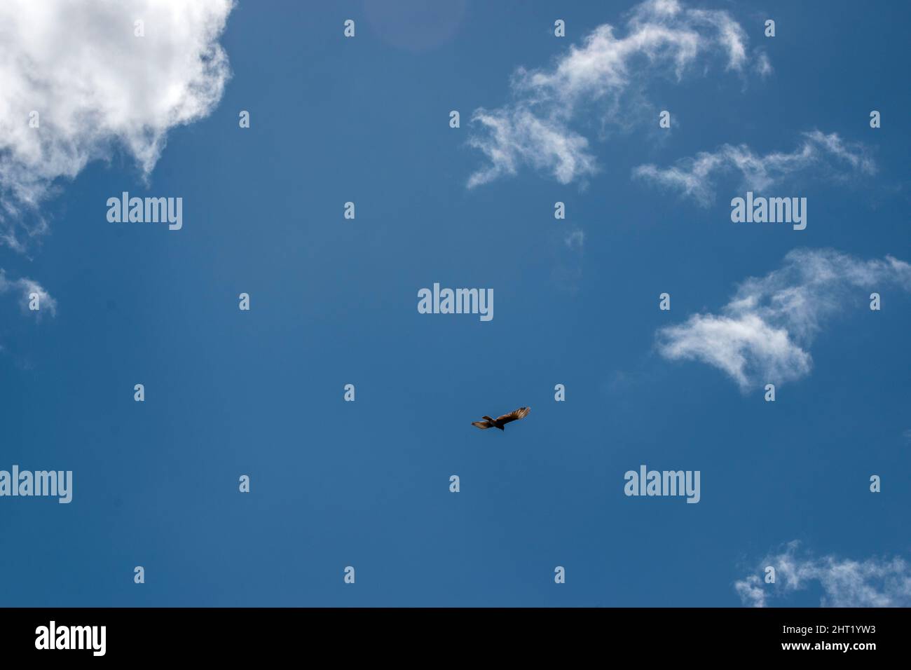 oiseau de proie volant dans le ciel Banque D'Images oiseau de proie volant dans le ciel Banque D'Images
