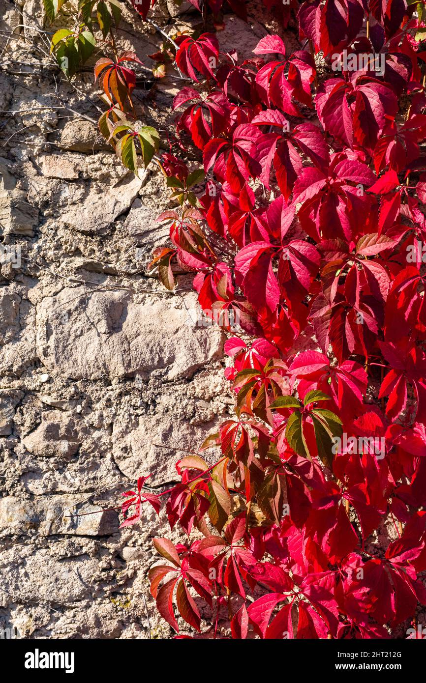 Feuilles rouges de la Virginie rampante (Parthenocissus quinquefolia), grimpant sur un mur de roche, en automne. Banque D'Images