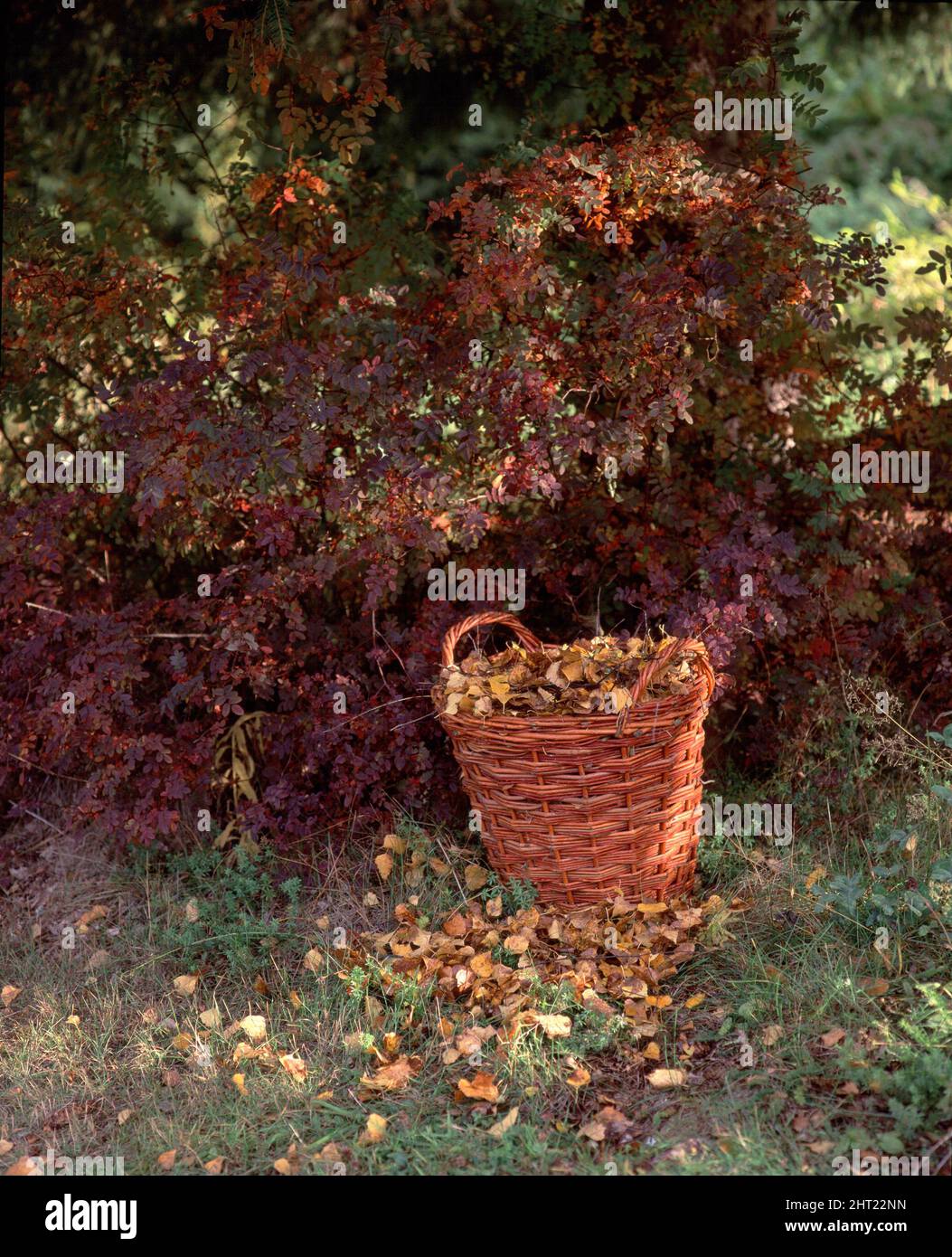 Panier à feuilles Banque D'Images