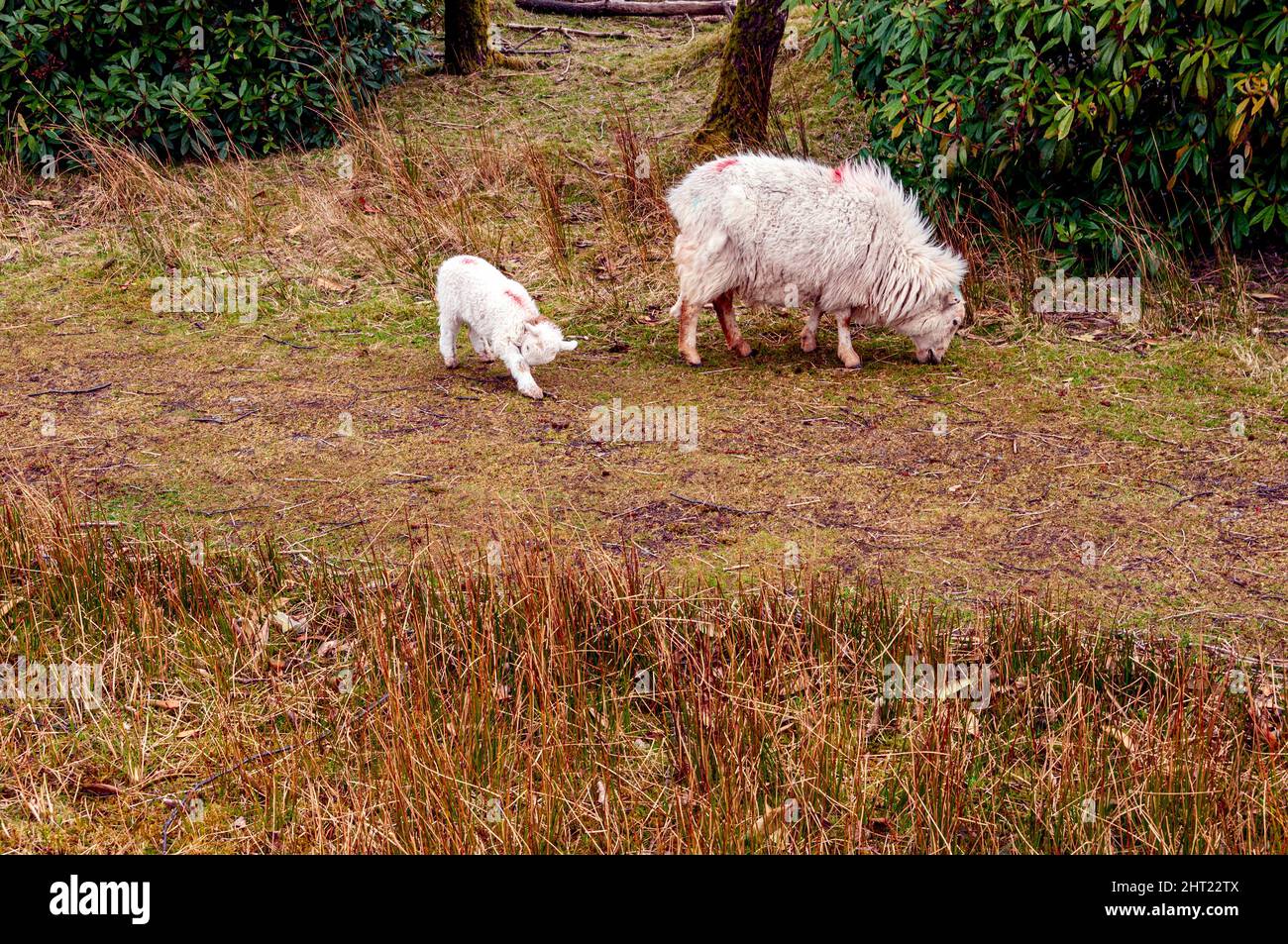 Une brebis et son agneau paissent sur l'herbe de printemps en pleine croissance dans un parc boisé près du chemin de fer du lac Llanberis dans le parc national de Snowdonia Banque D'Images