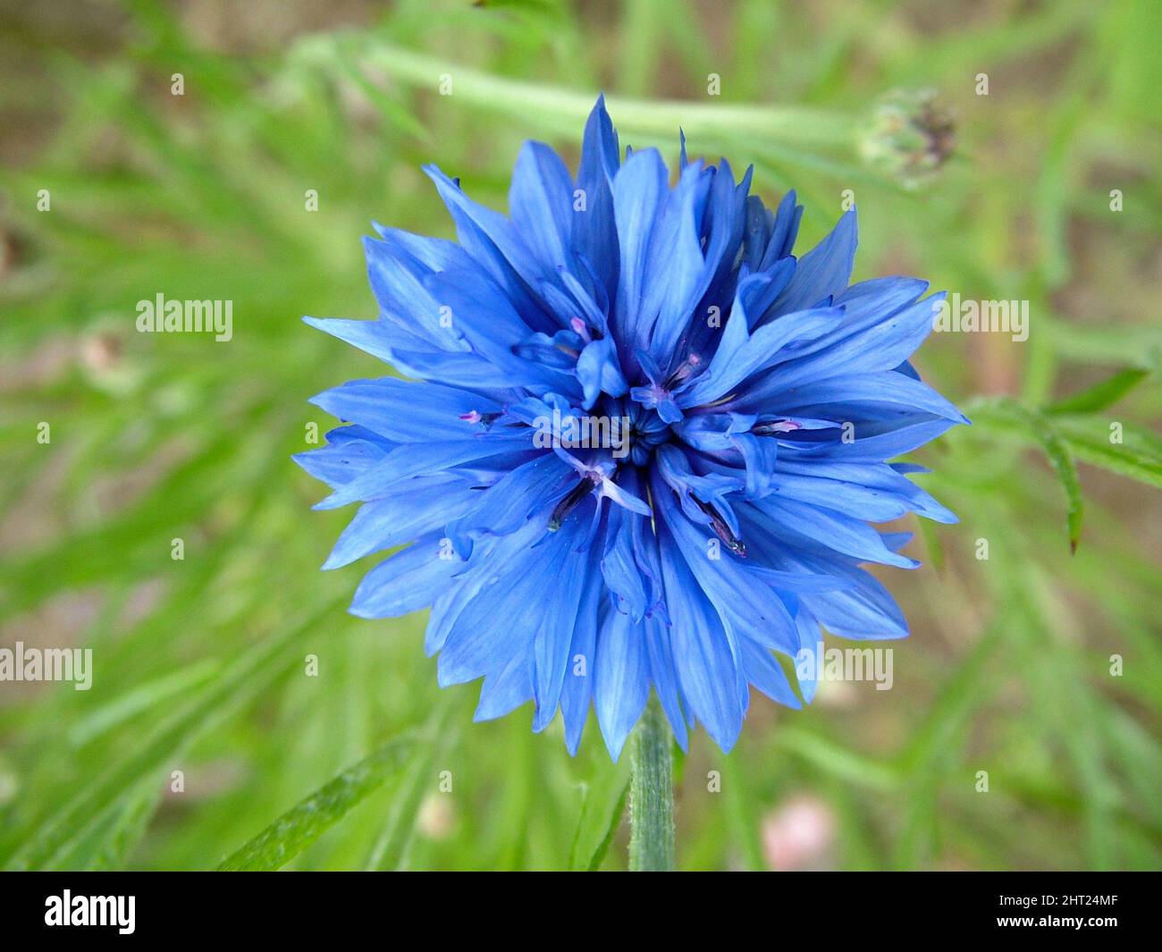 Bleuet des champs Banque D'Images