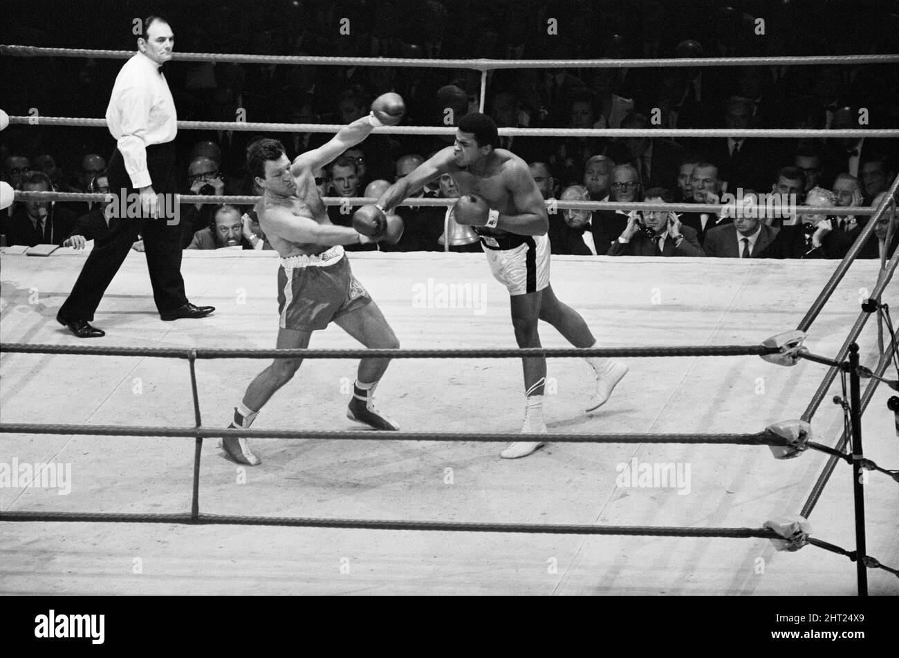 Le 6 août 1966, au Earls court Arena, Kensington, Londres, Angleterre, le champion de poids lourd Muhammad Ali, de Louisville, Kentucky, a défendu son titre contre Brian London, de Blackpool, Angleterre. Ali n'a pas été vaincu à l'arrivée de 24-0. Londres était de 35-13. Le combat était prévu pour 15 tours. Lorsqu’on lui a demandé s’il voulait un match de retour avec Ali, Londres a déclaré : « seulement s’il lie un poids de 56 livres à chaque jambe… » Ali a renversé Londres au troisième tour. (Photo) Ali prend Londres avec une main droite. Banque D'Images