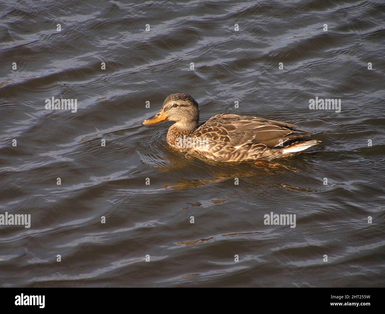 Canard femelle Banque D'Images