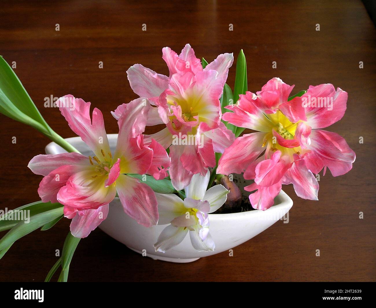 Tulipes 'Peach Blossom' en pot Banque D'Images