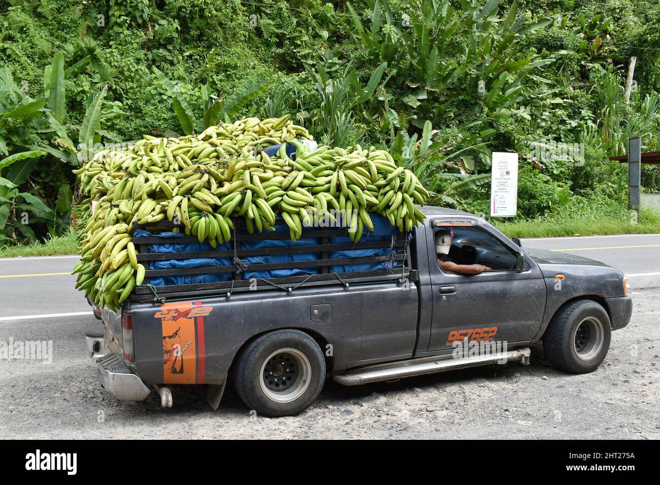 Almirante, Panama - 7 février 2021: Bananes sur une caisse de voiture, pick-up, cargaison agricole, bunches de bananes en vente sur le marché. Banque D'Images