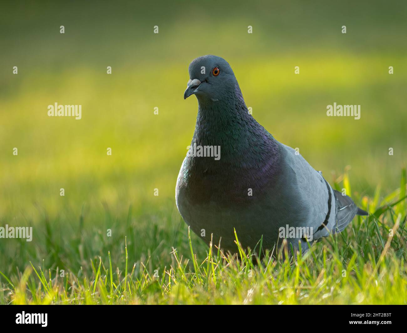 Une colombe de roche marchant dans l'herbe Banque D'Images