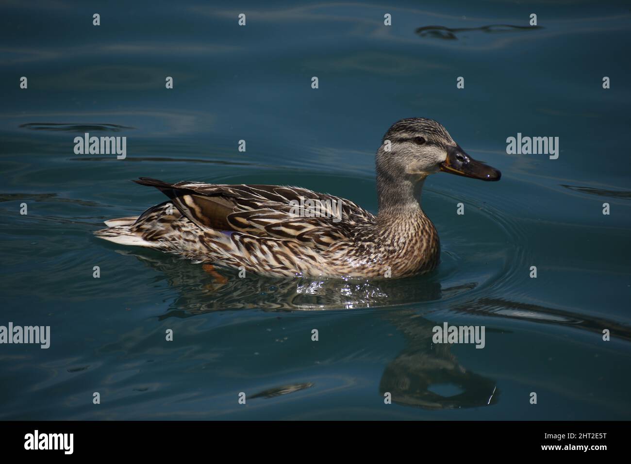 Mallard au parc Scissortail d'Oklahoma City Banque D'Images