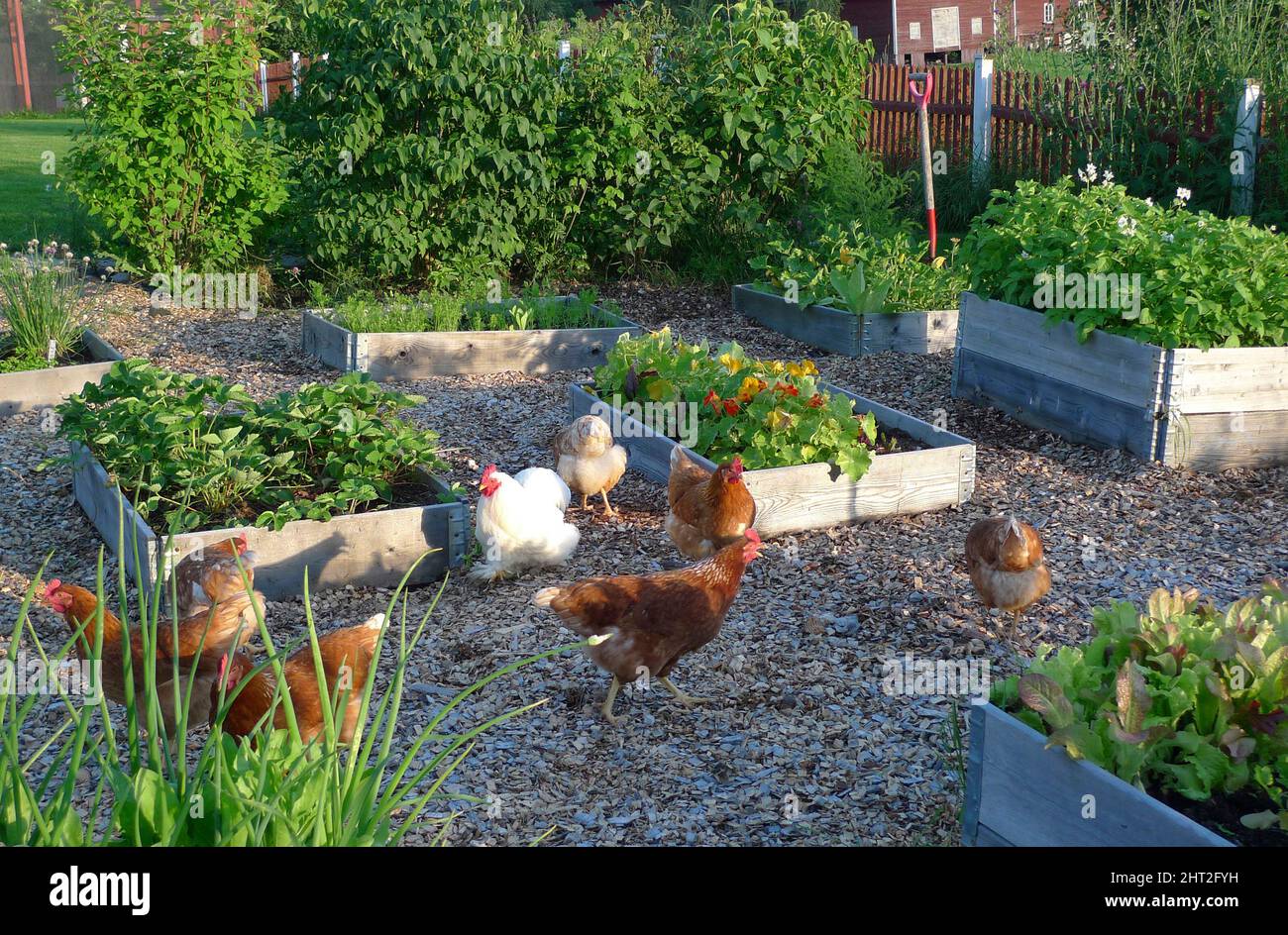 Poules sur les colliers de palette Banque D'Images
