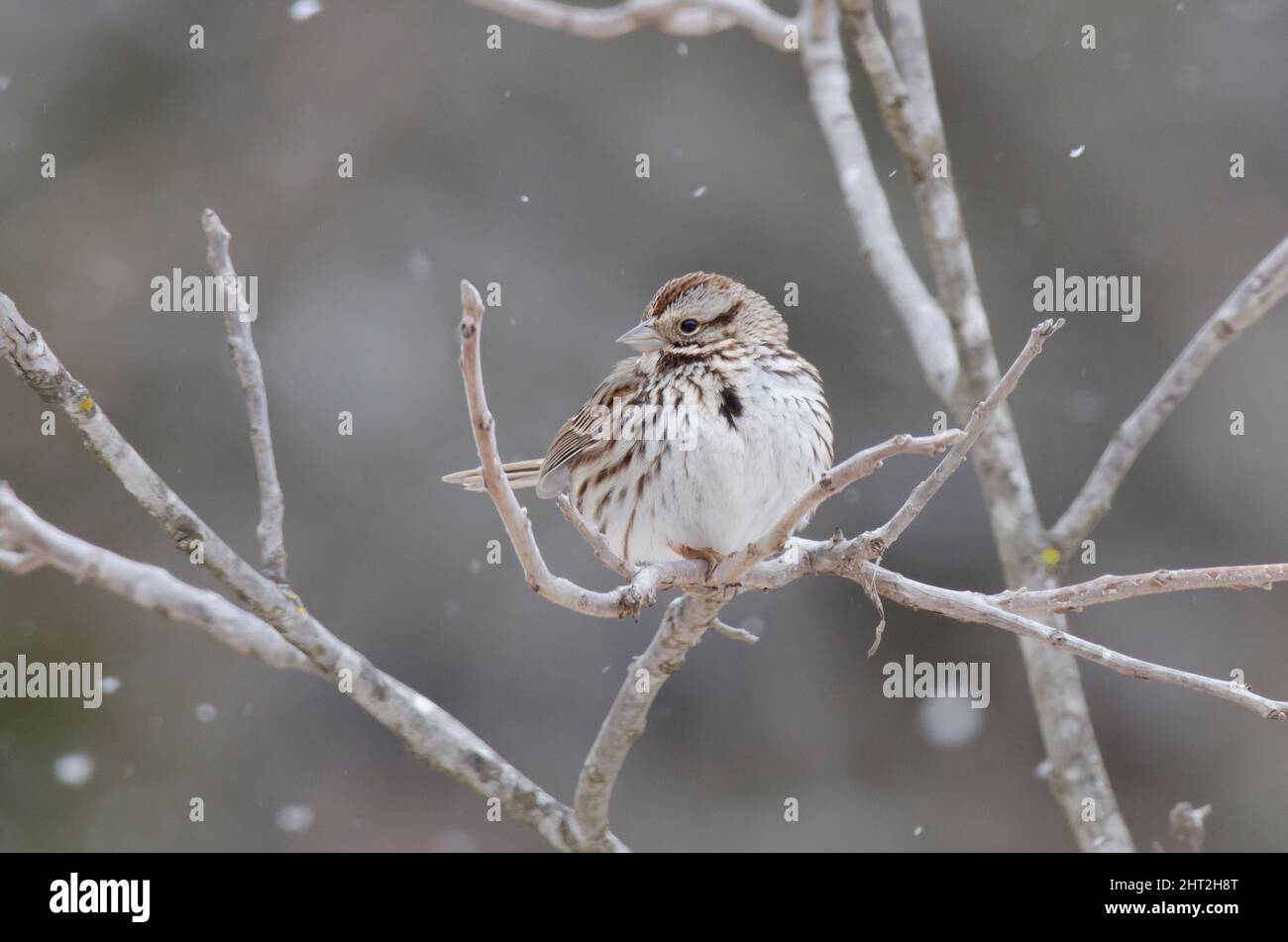 Song Sparrow, Melospiza melodia, pendant la tempête hivernale Banque D'Images