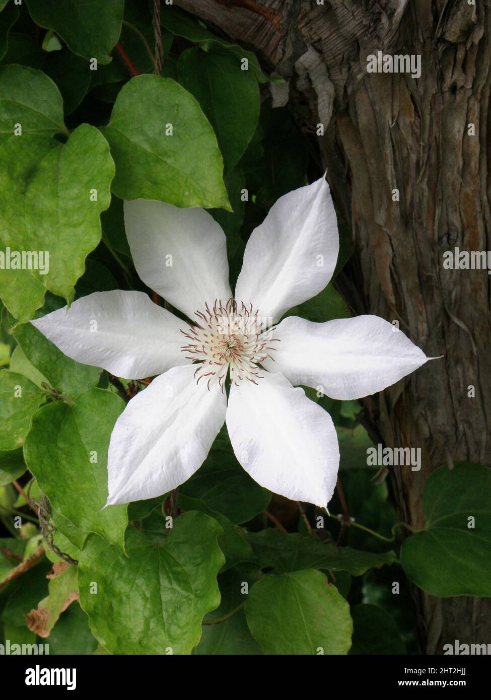 Clematis estonien 'Valge Daam' Banque D'Images