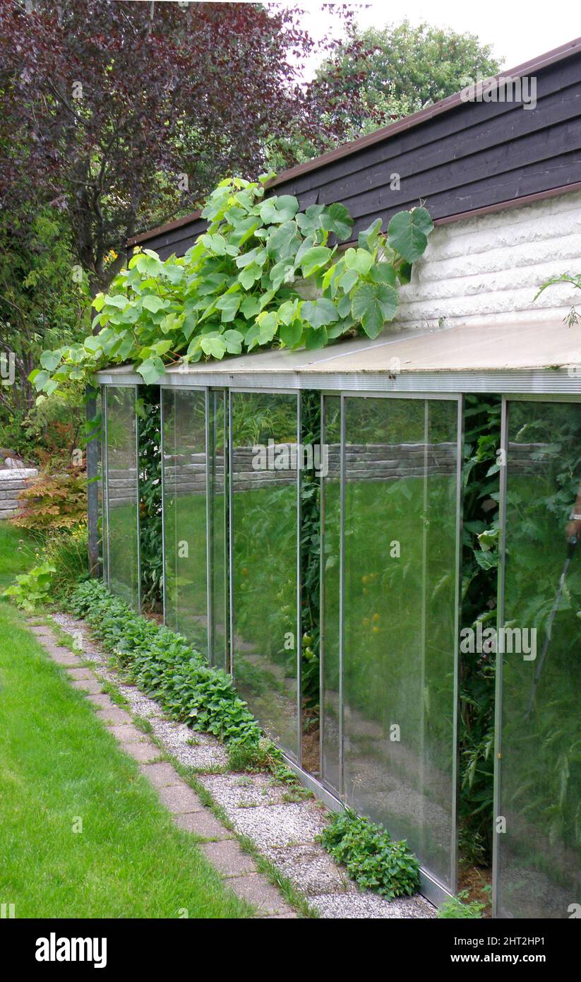 Avec des plants de tomates de serre Banque D'Images