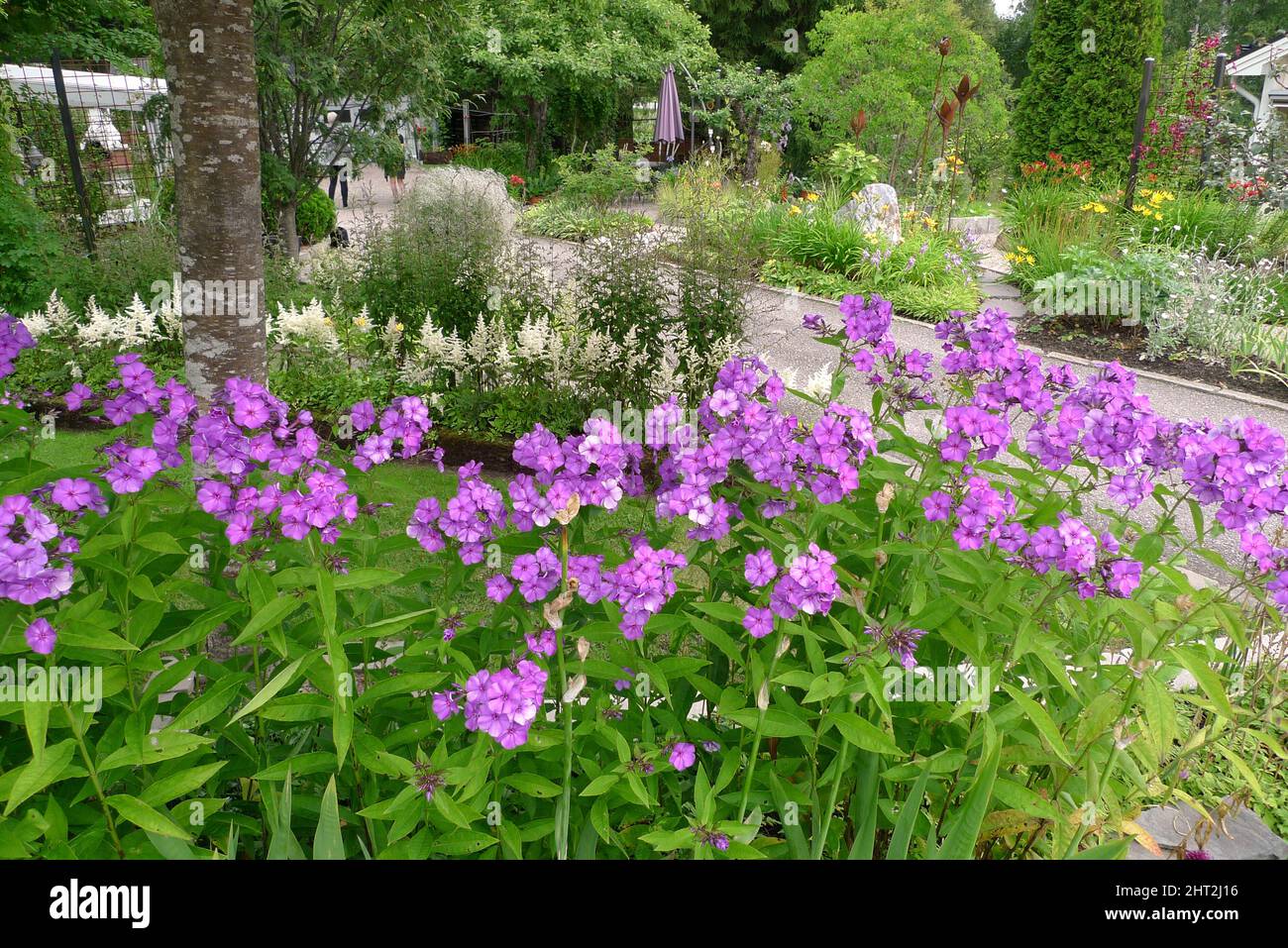 Phlox d'automne au premier plan, derrière l'astilbe blanc et le voile de la mariée. Banque D'Images