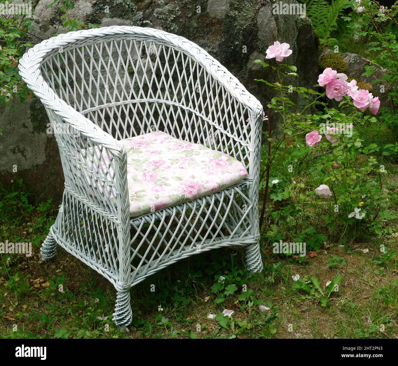 Chaise de jardin blanche par rose Bush Banque D'Images