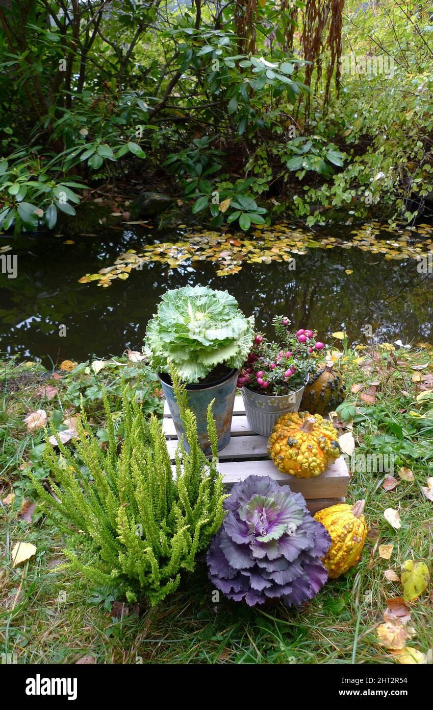 La bruyère de chou et de baies 'Pernettya' près de l'étang de jardin Banque D'Images