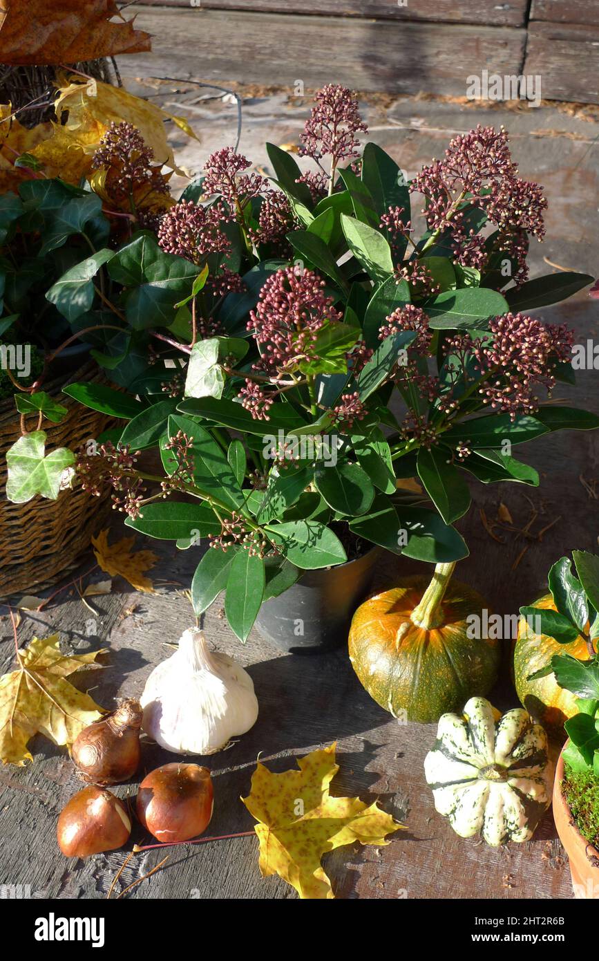 Arrangement d'automne Banque D'Images