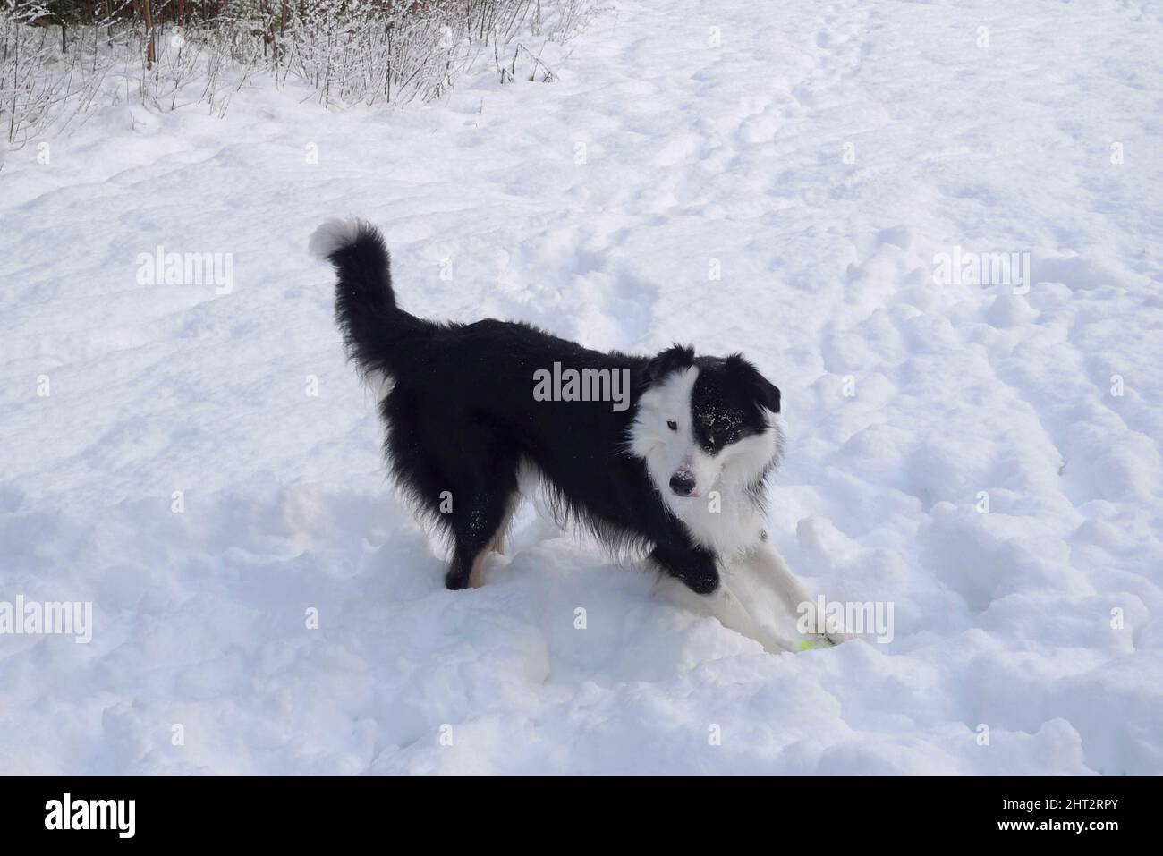 Border collie jouant dans la neige Banque D'Images