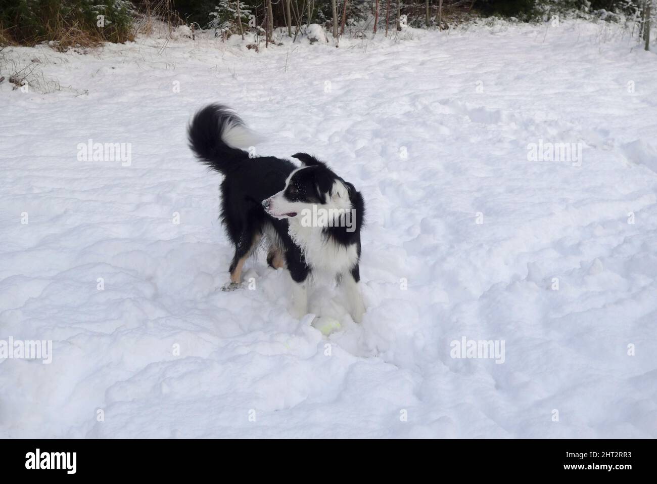 Border collie jouant dans la neige Banque D'Images