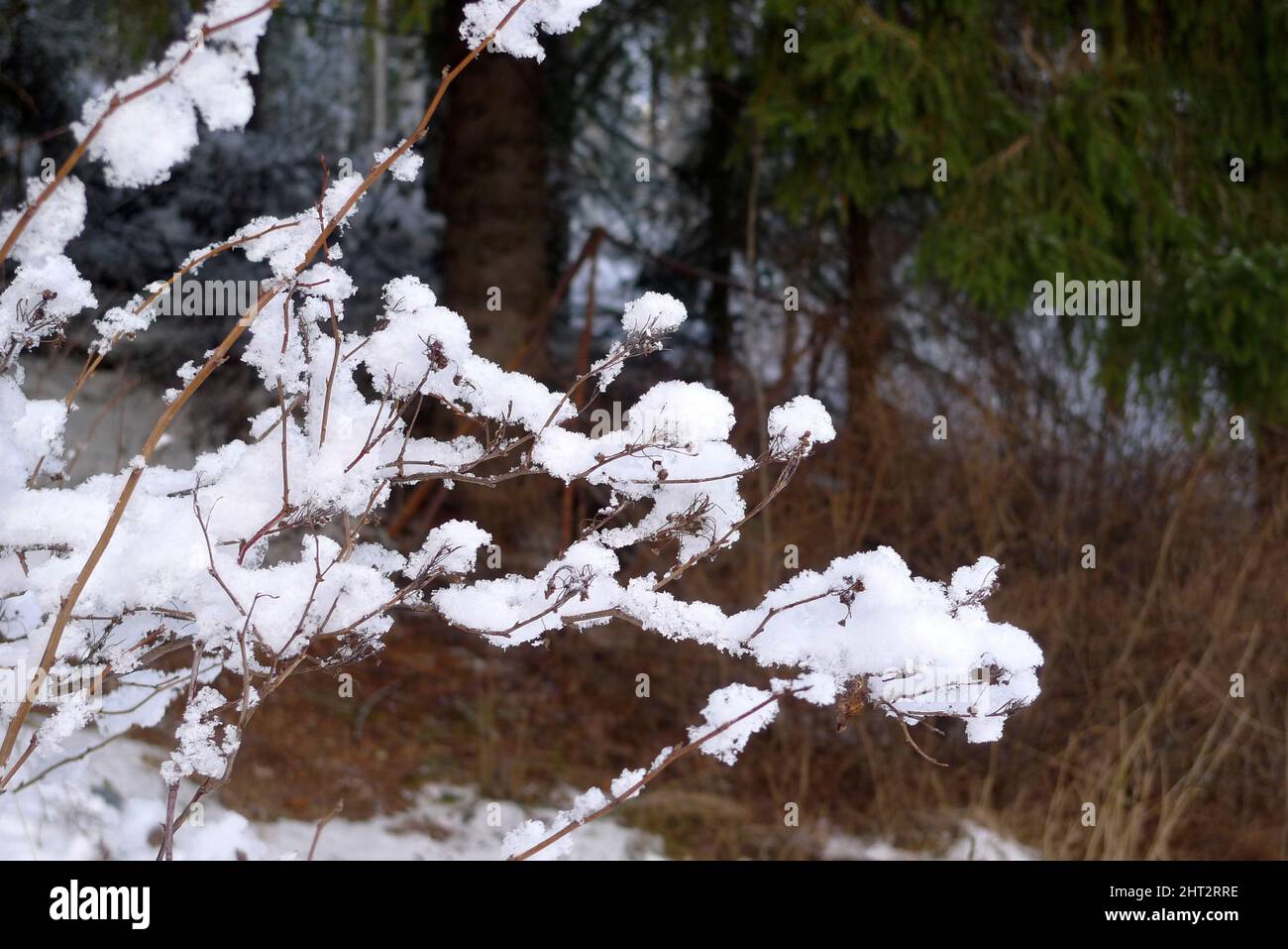 La neige sur les branches Banque D'Images