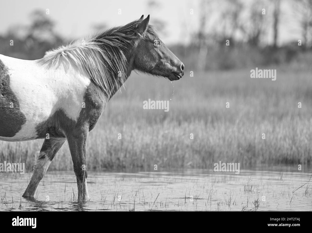 Photo en niveaux de gris d'un cheval marchant dans un lac Banque D'Images