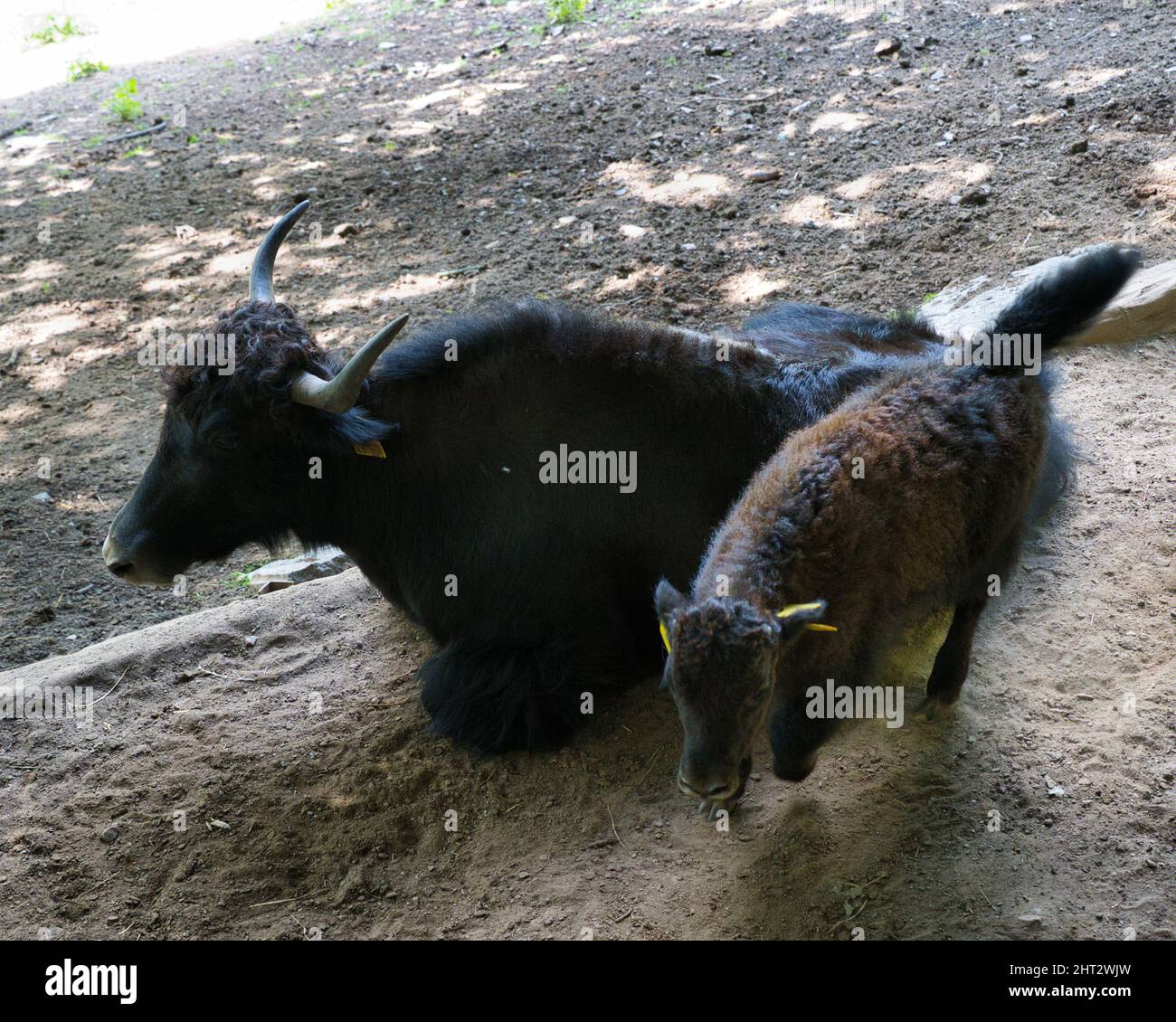 Gros plan de deux moutons Ouessant noirs Banque D'Images