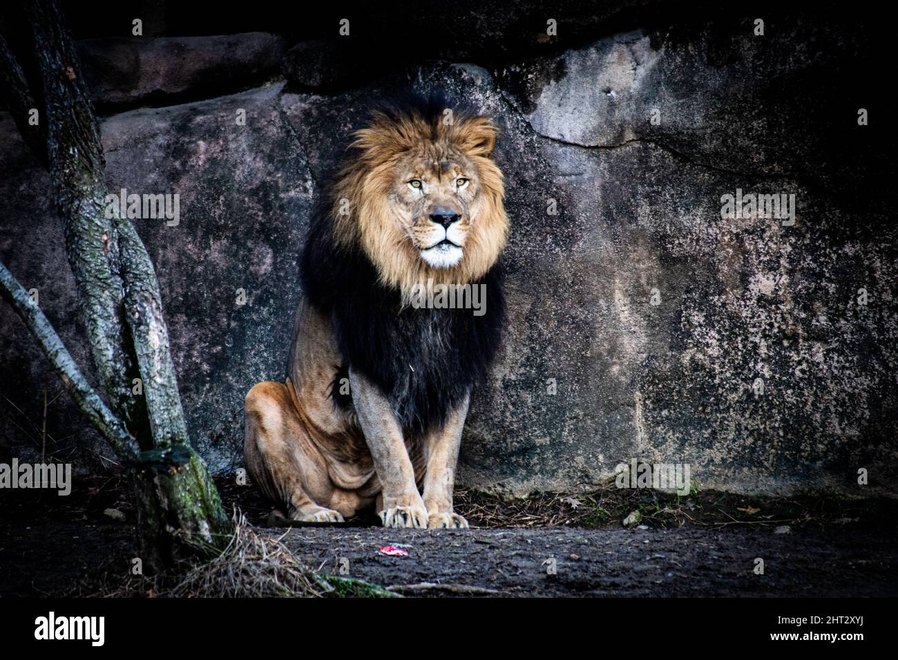 Magnifique lion majestueux dans une grotte Banque D'Images