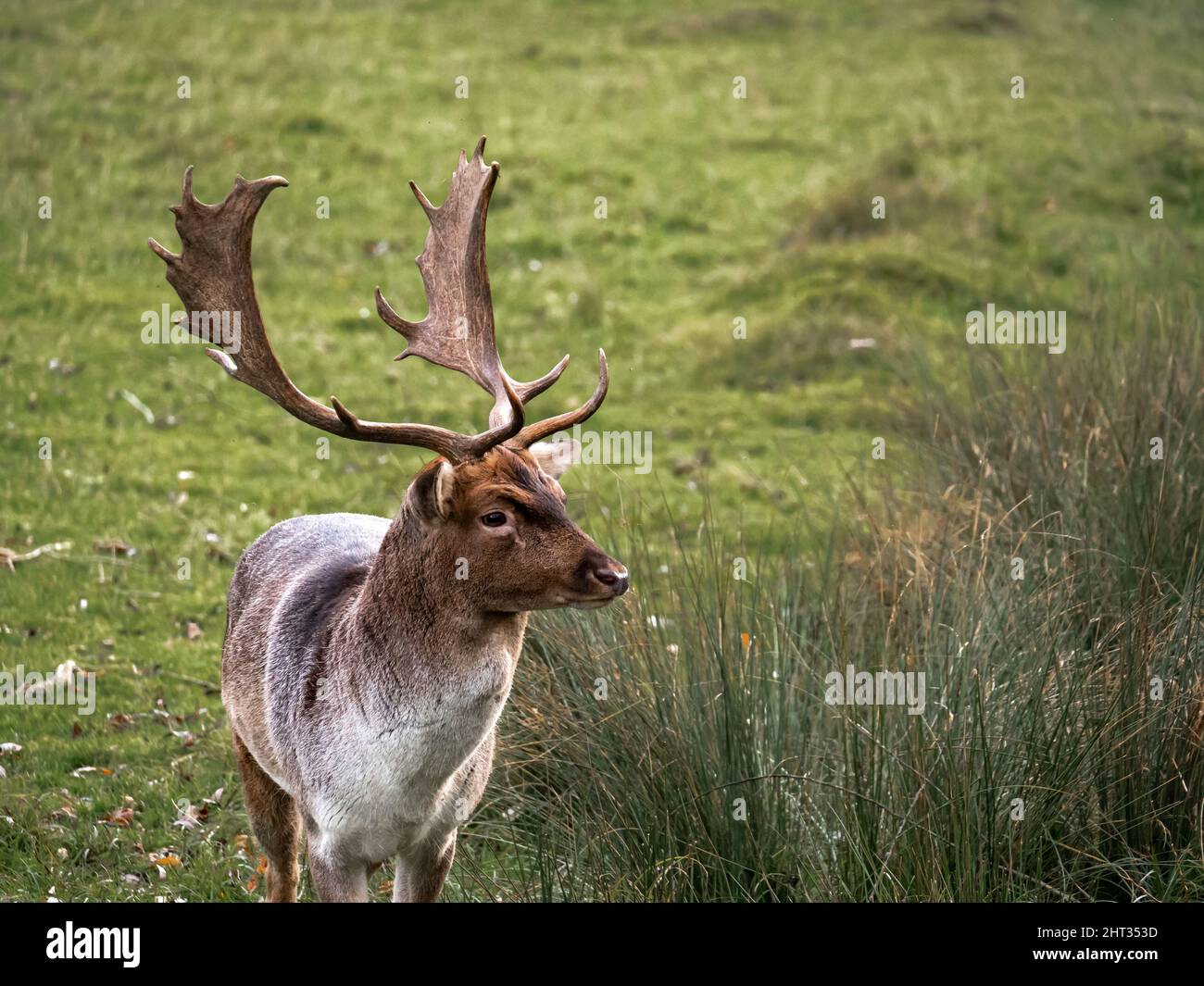 Portrait d'un cerf dans une clairière forestière Banque D'Images