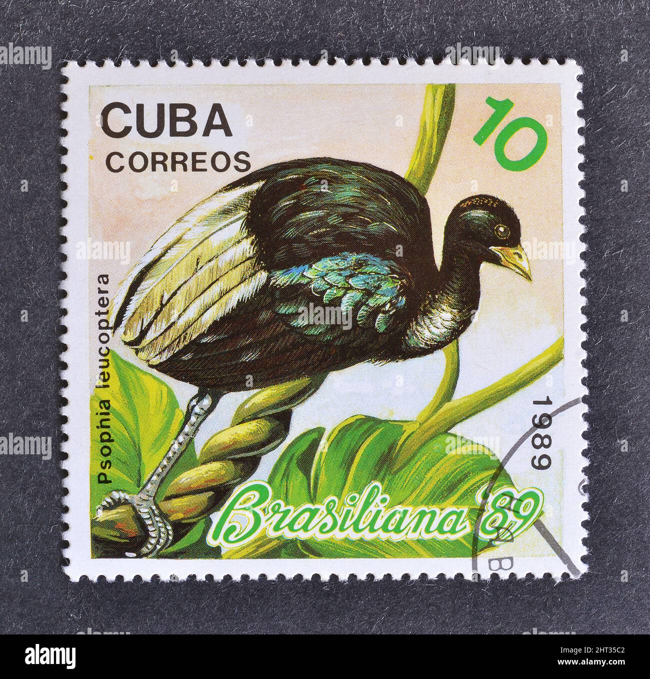 Timbre-poste annulé imprimé par Cuba, qui montre le trompettiste à ailes de Pale (Psophia leucoptera), vers 1989. Banque D'Images