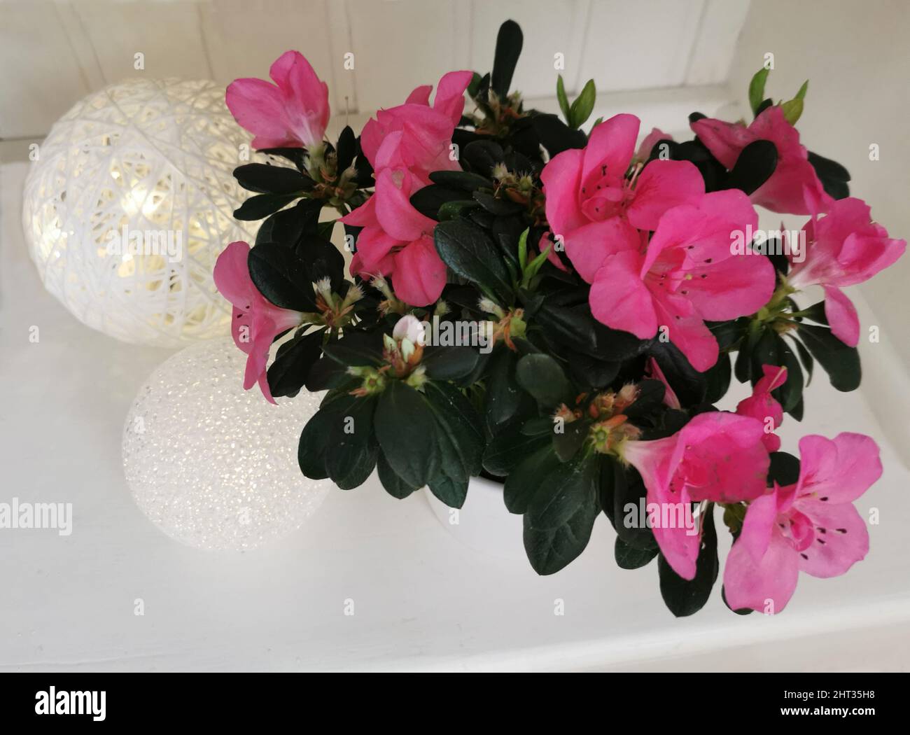 Azalée rose par des boules de lumière Banque D'Images