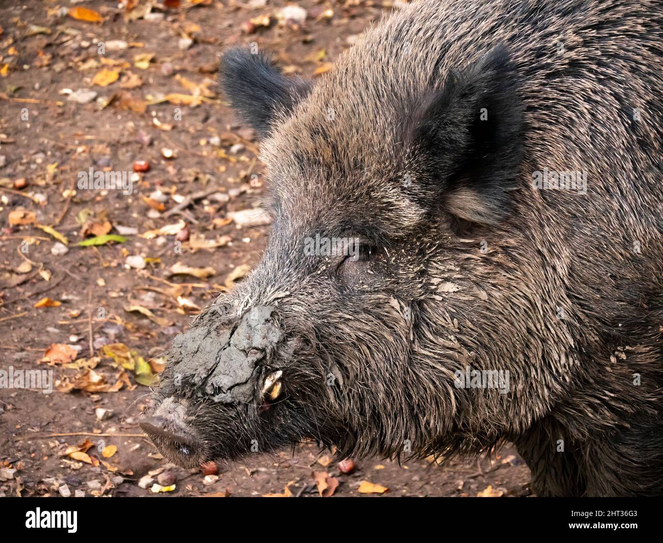 portrait d'un sanglier, en automne Banque D'Images