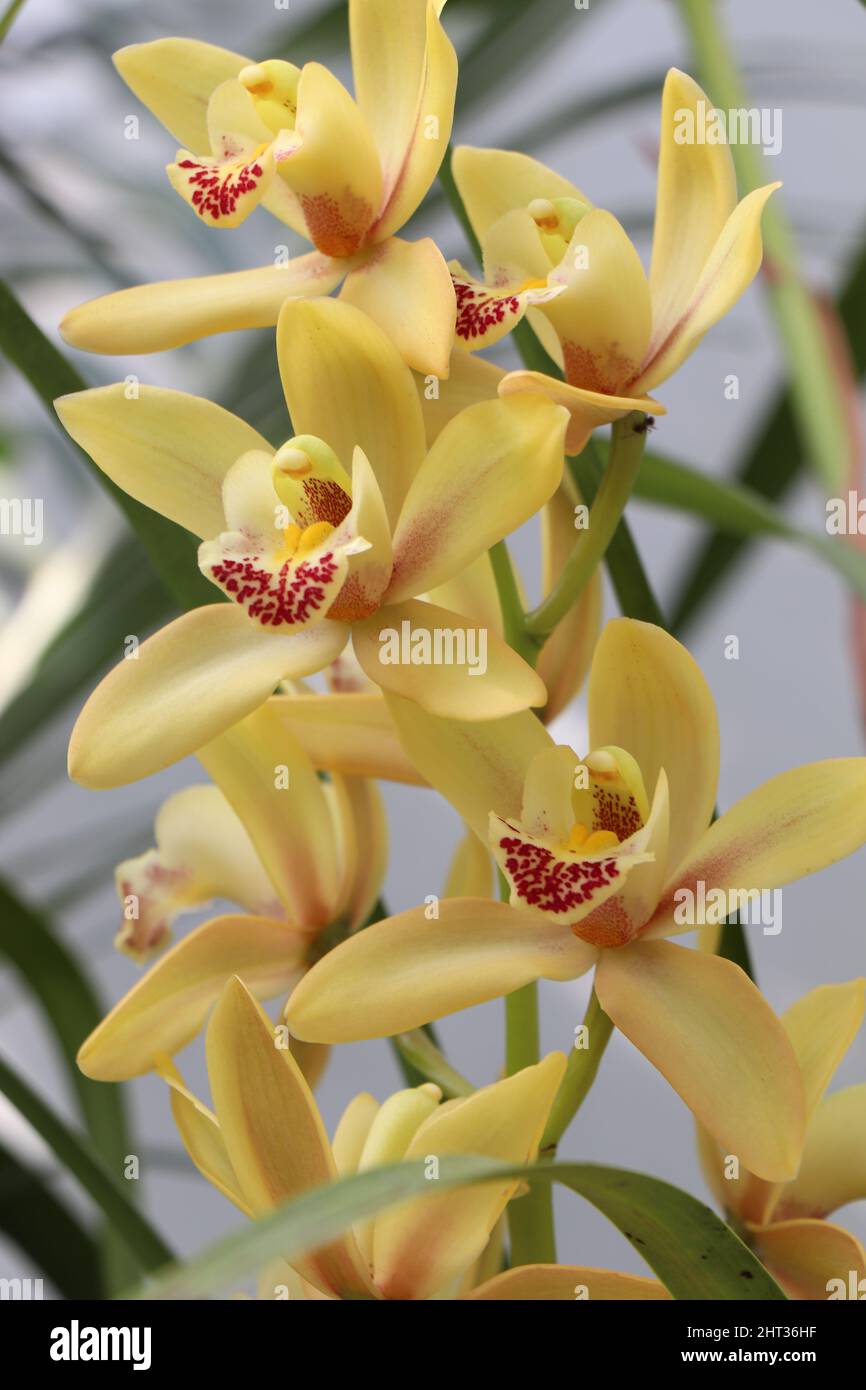 Orchidée cymbidium naturelle. Fleurs d'orchidées de bateau Cymbidium jaune avec pétale rouge à jaune Banque D'Images