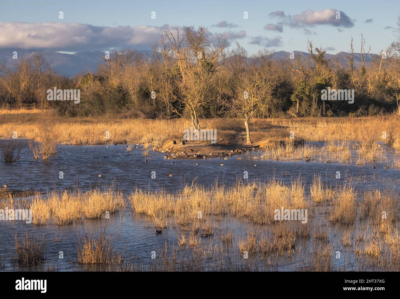 Zone humide avec différentes espèces d'oiseaux à Aiguamolls d'Emporda, Catalogne Banque D'Images