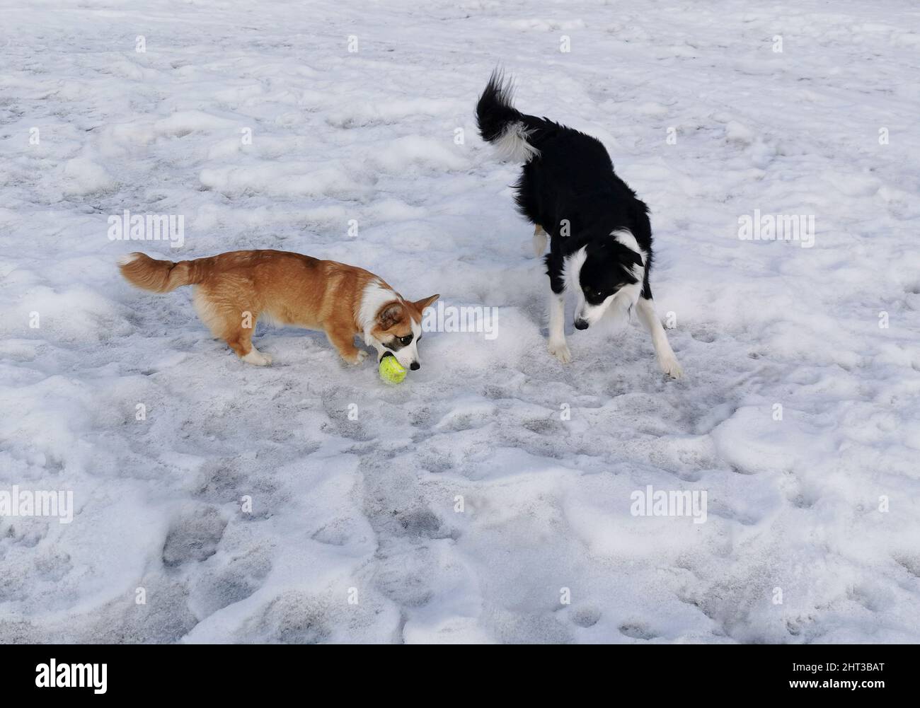 Border collie och Gallois corgi gilet leker Banque D'Images